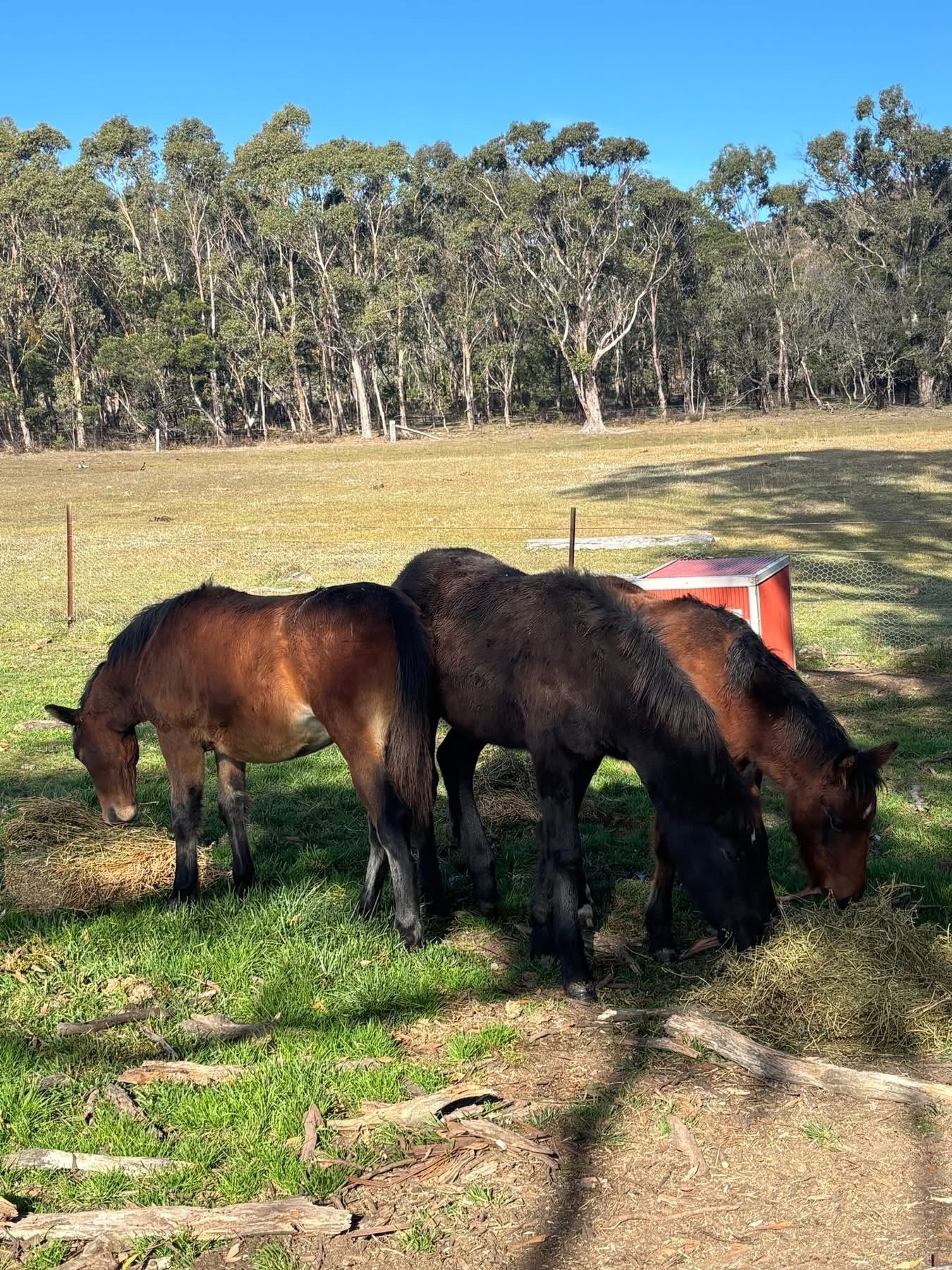 New Dawn Safe Haven Inc Brumby Land campaign photo, 6 of 8