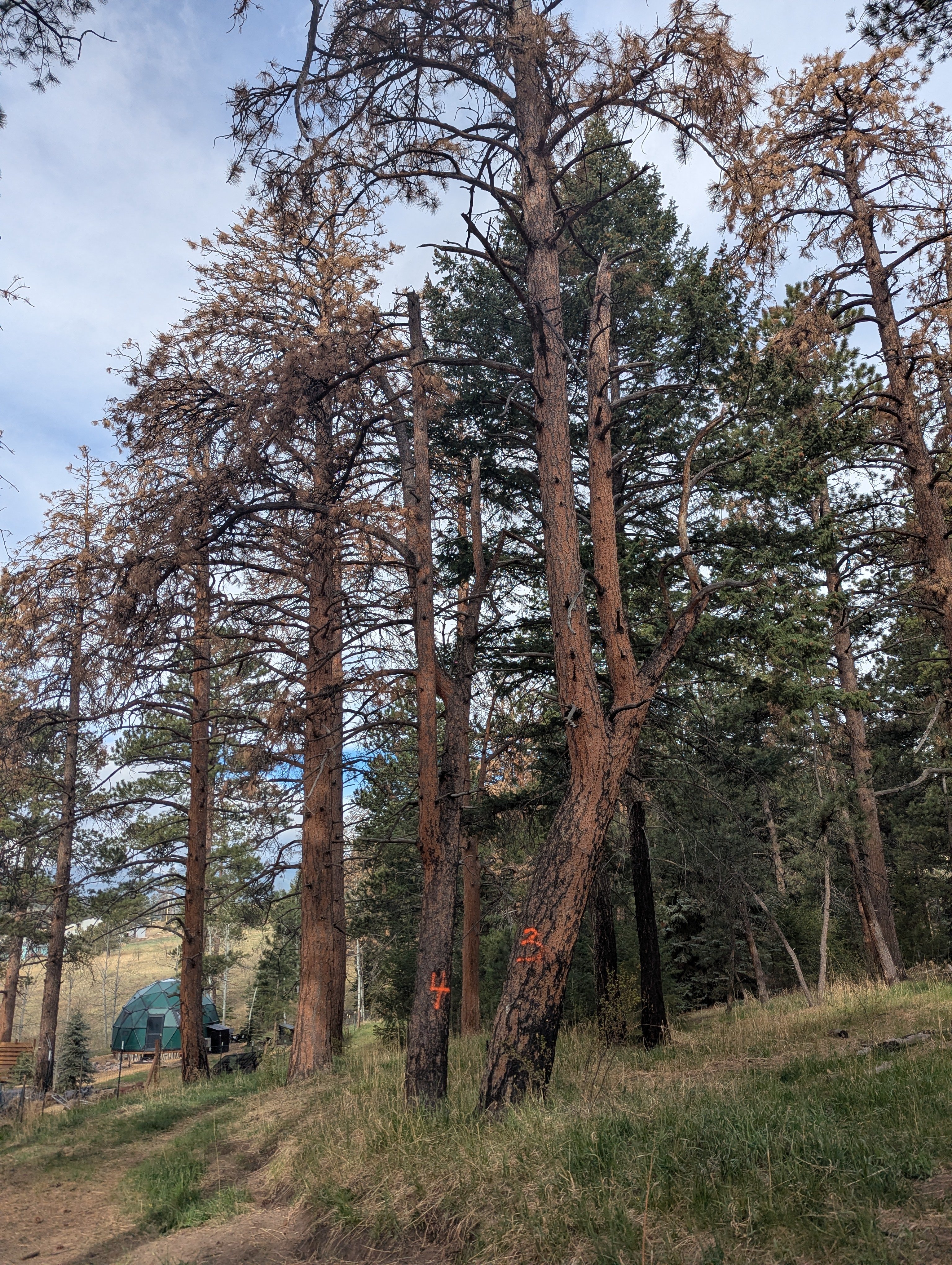 Save Our Foothills Home from Wildfire Danger campaign photo, 4 of 8