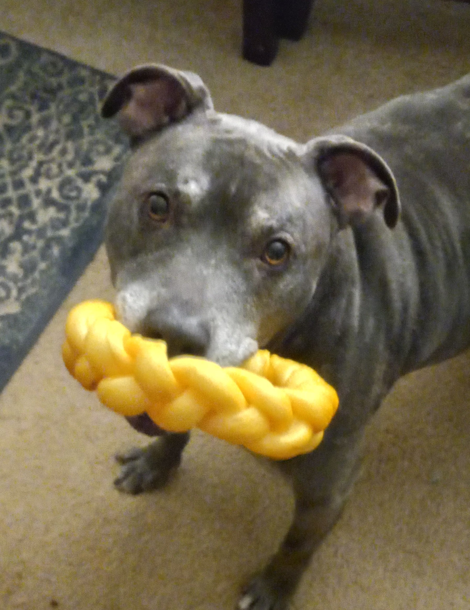 Fundraiser by Susan Mendoza : Help Kush’s Peaceful Goodbye
