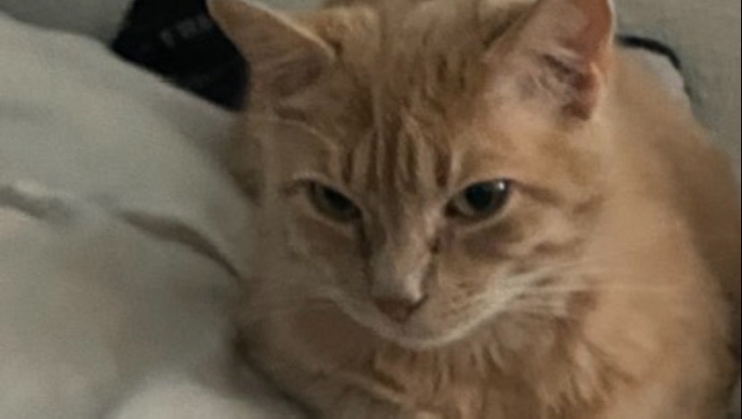 Help Melissa and Ginger Get Back on Their Feet photo