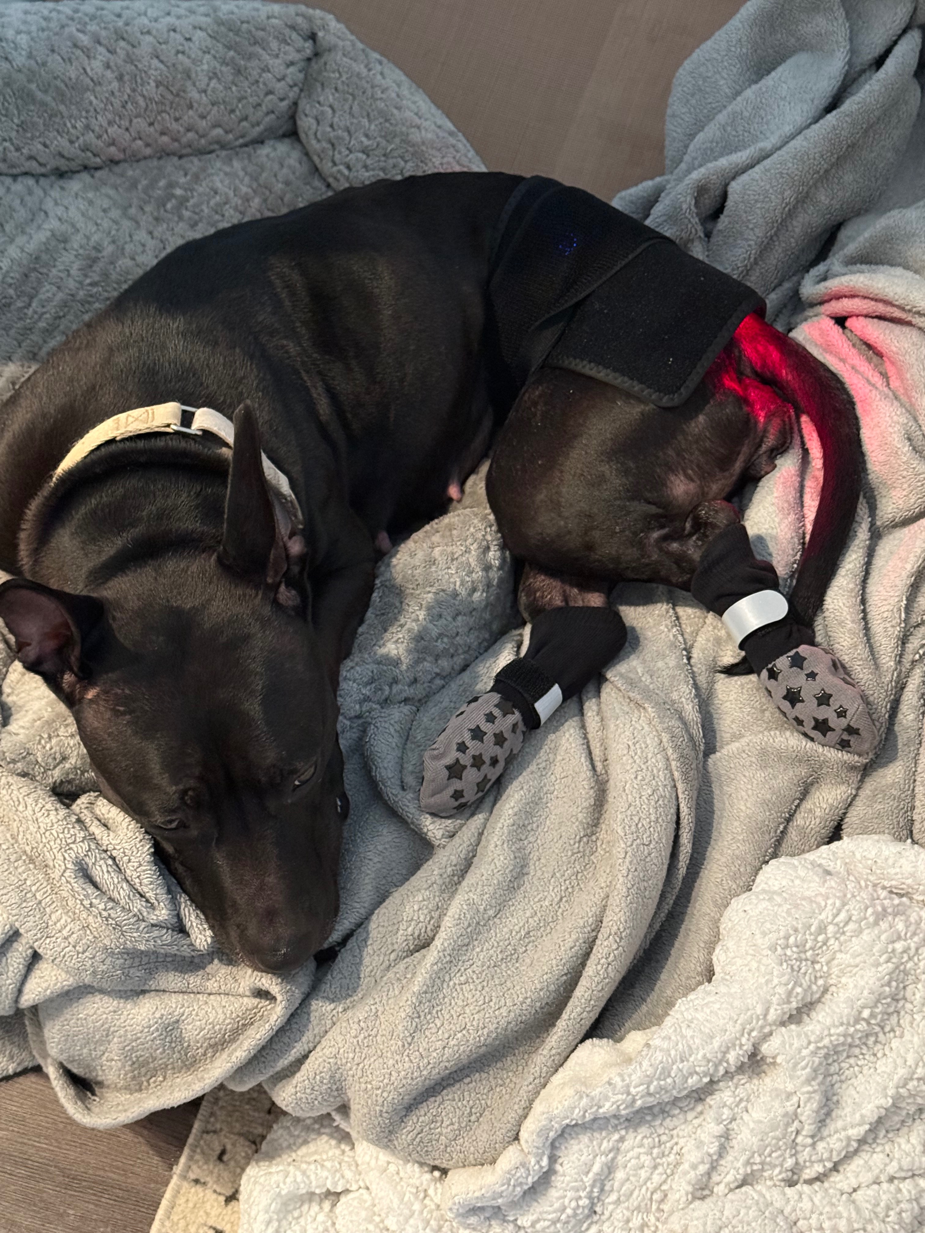 Help My Pet Get Surgery To Walk Again campaign photo, 2 of 5