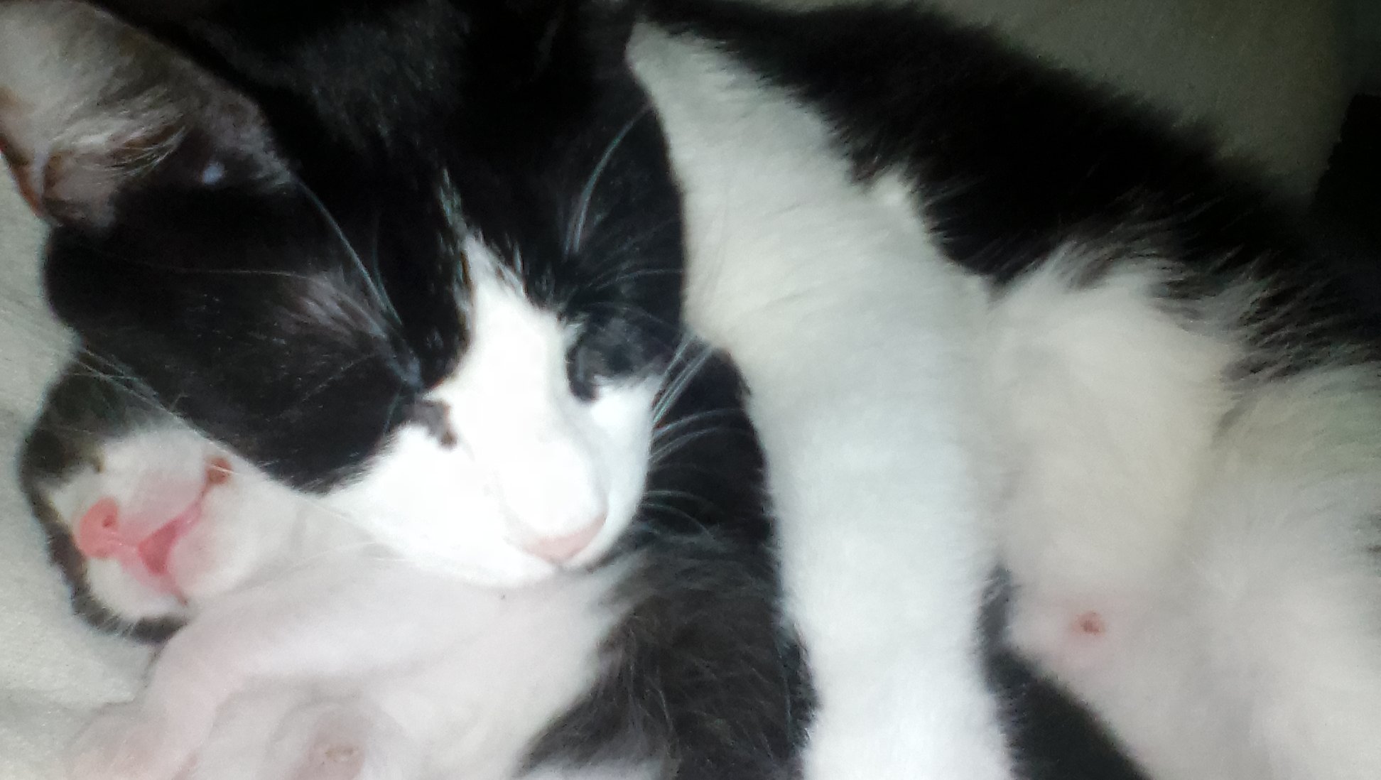 Help Stray Cats Find Love & Care photo