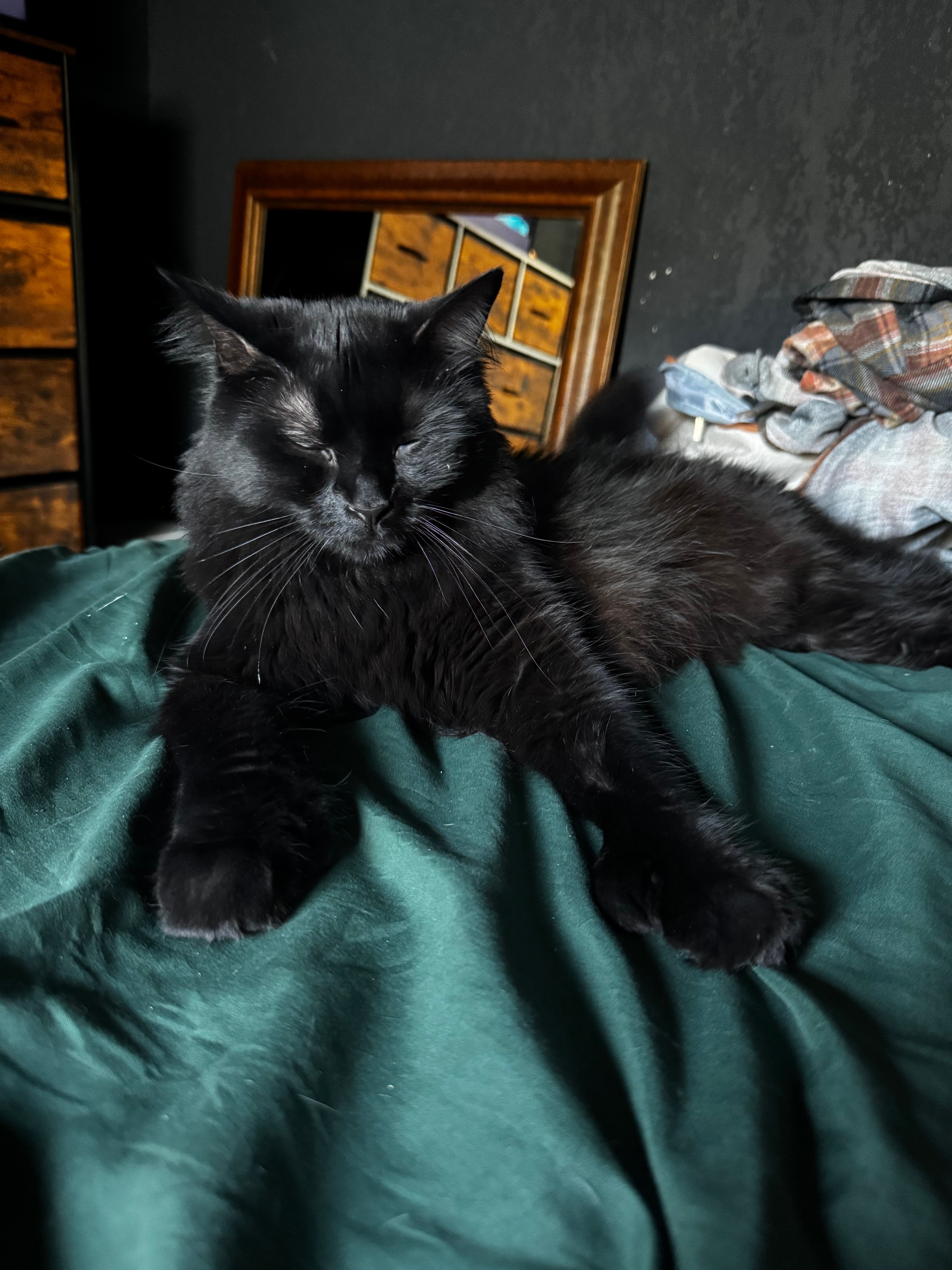 backnumber 会報 Fundraiser by Julie Lenoce : Support Chino's Healing and Vet Costs