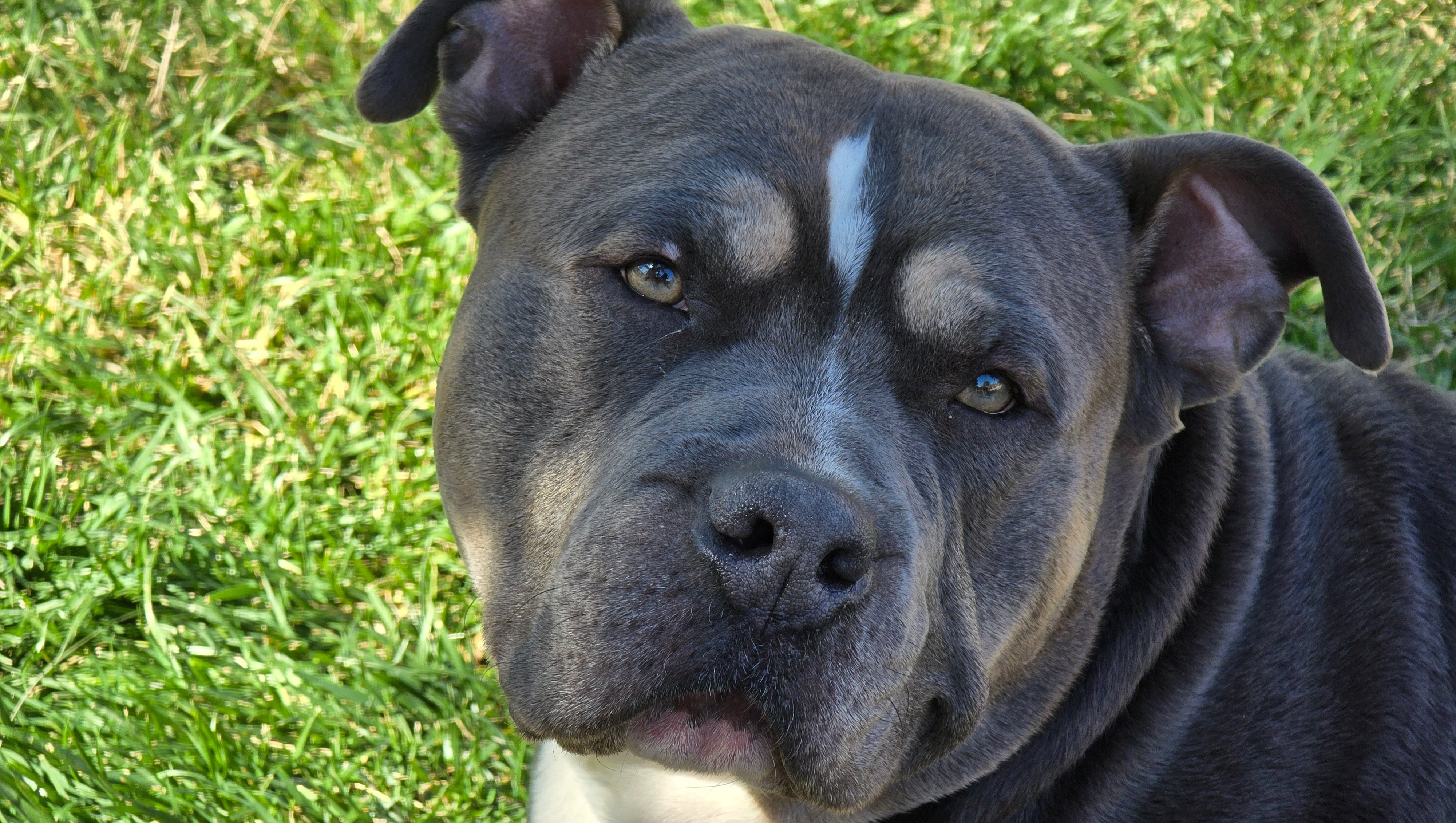 Help Gunner Fight Lymphoma Cancer photo