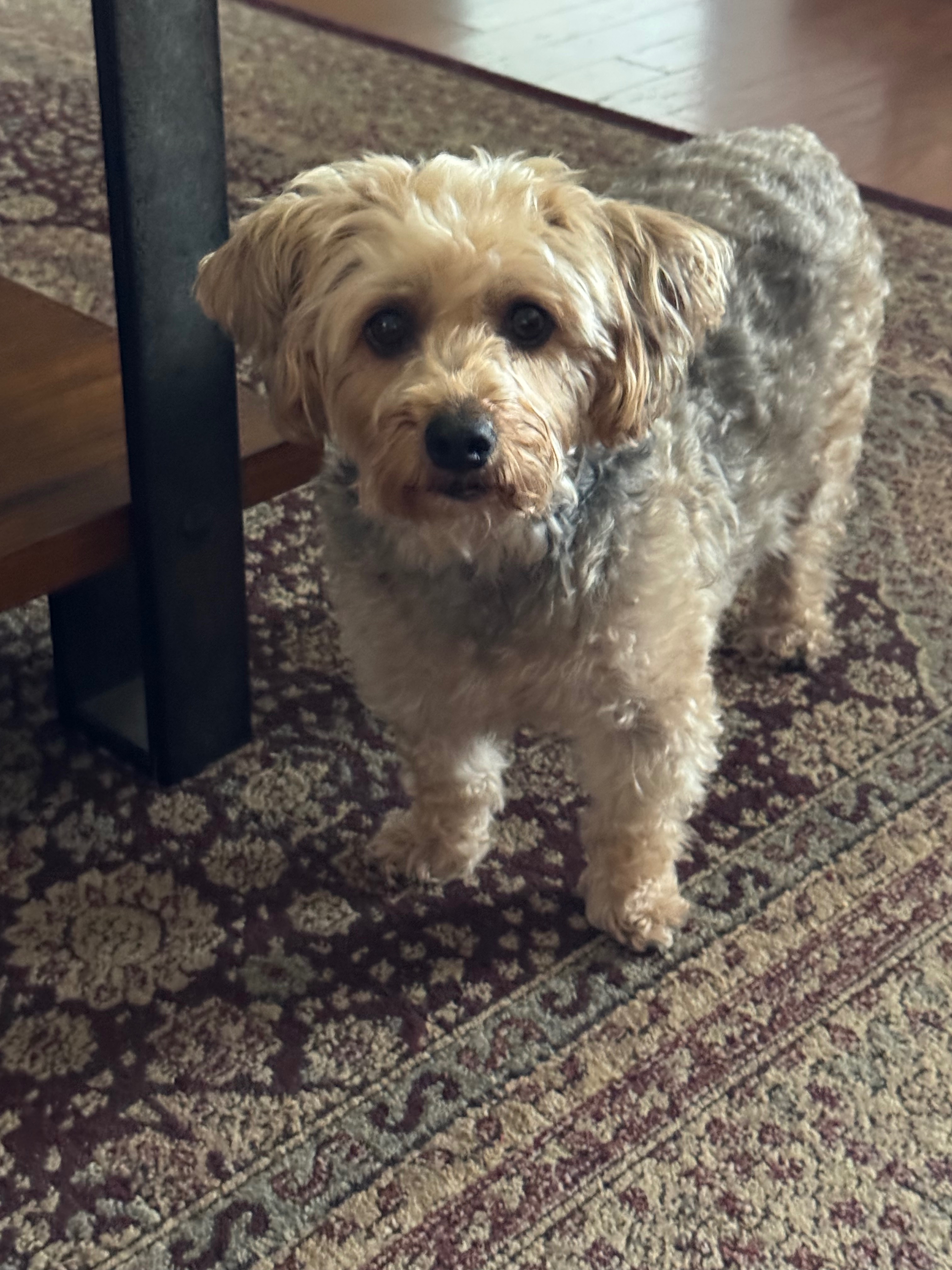 Help My Yorkiepoo Get the Dental Care He Needs campaign photo, 6 of 7