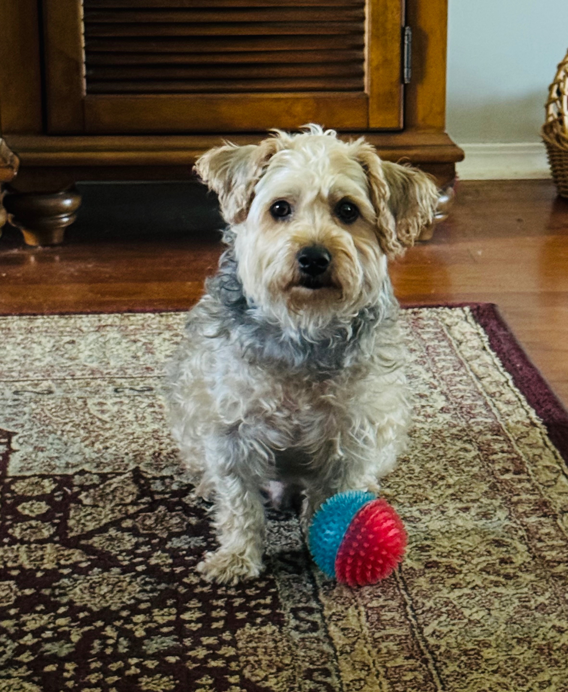 Help My Yorkiepoo Get the Dental Care He Needs campaign photo, 2 of 7