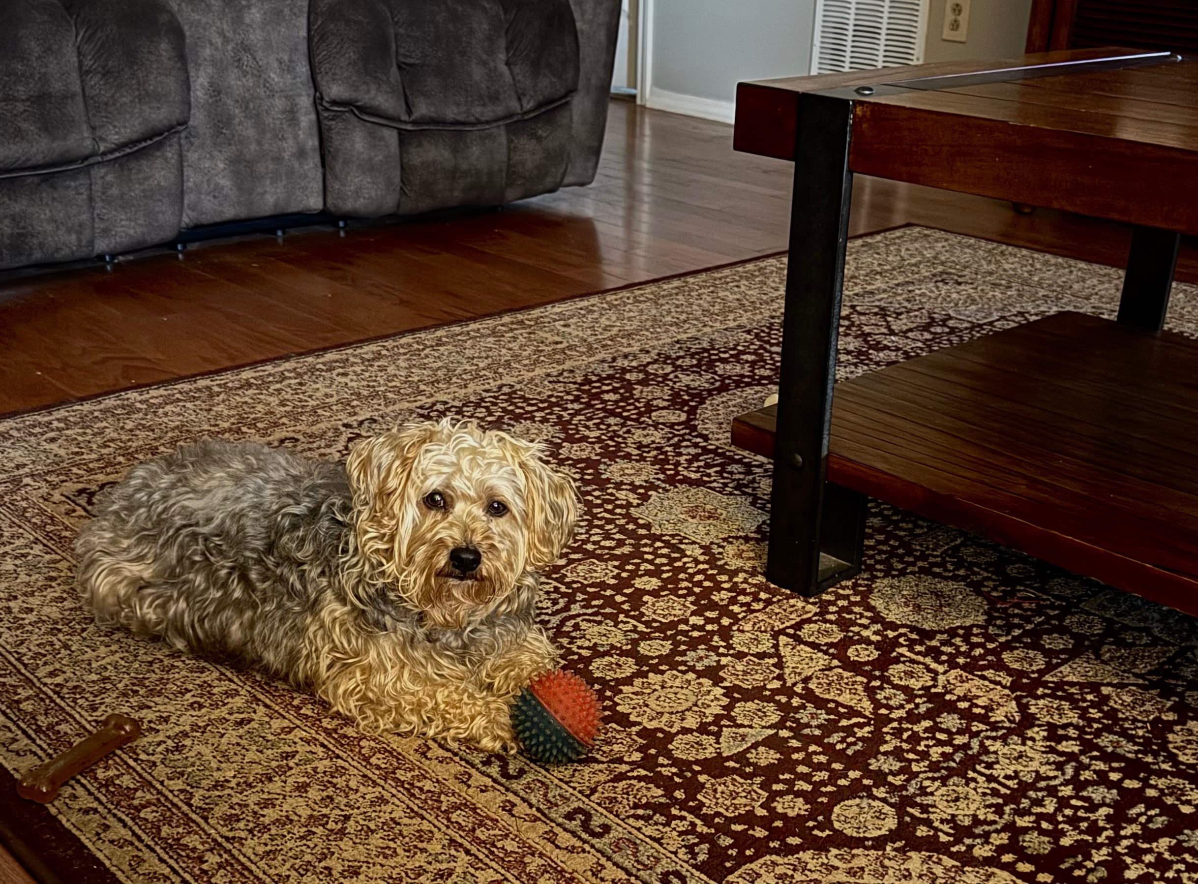 Help My Yorkiepoo Get the Dental Care He Needs campaign photo, 4 of 7