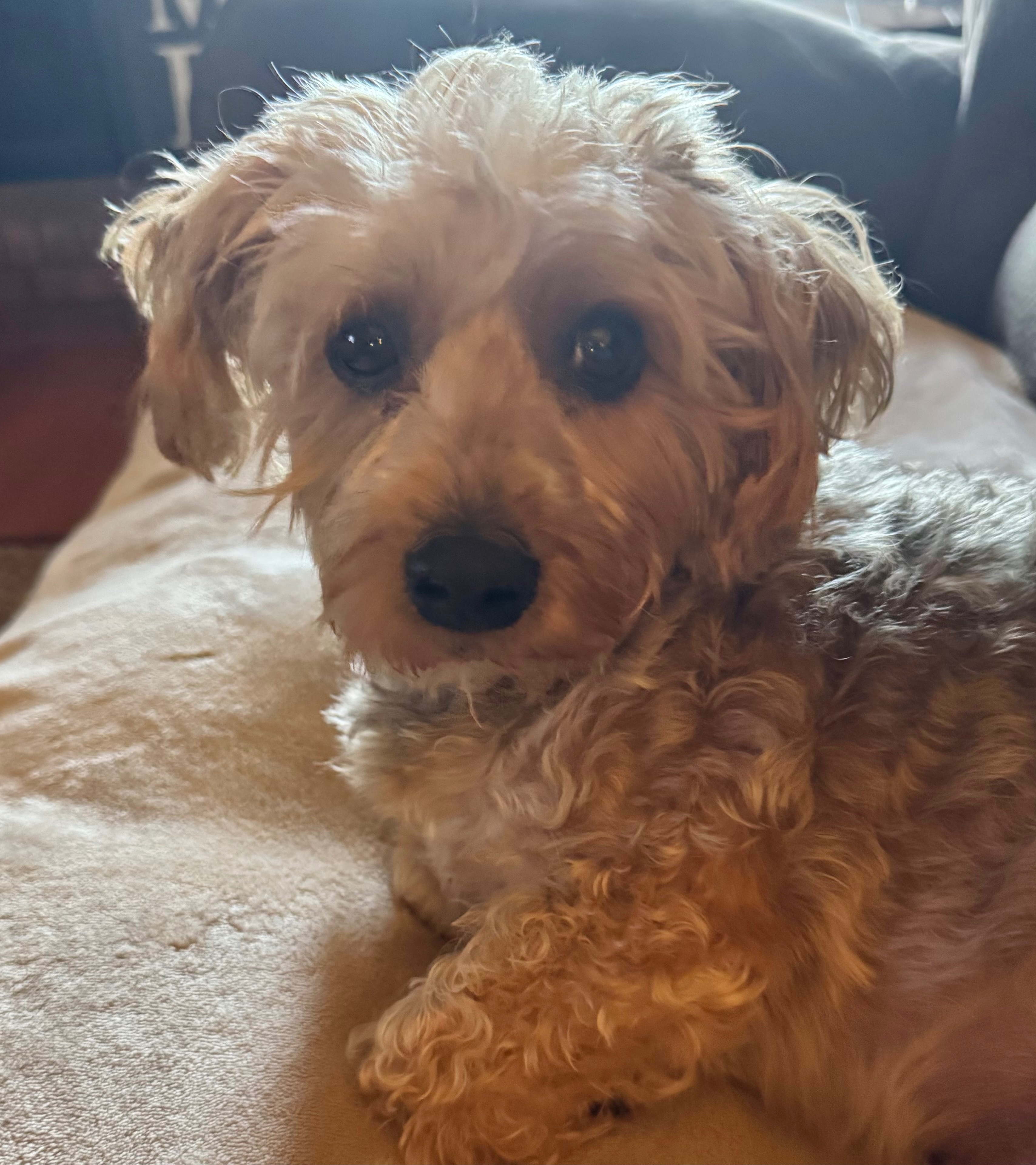 Help My Yorkiepoo Get the Dental Care He Needs campaign photo, 5 of 7