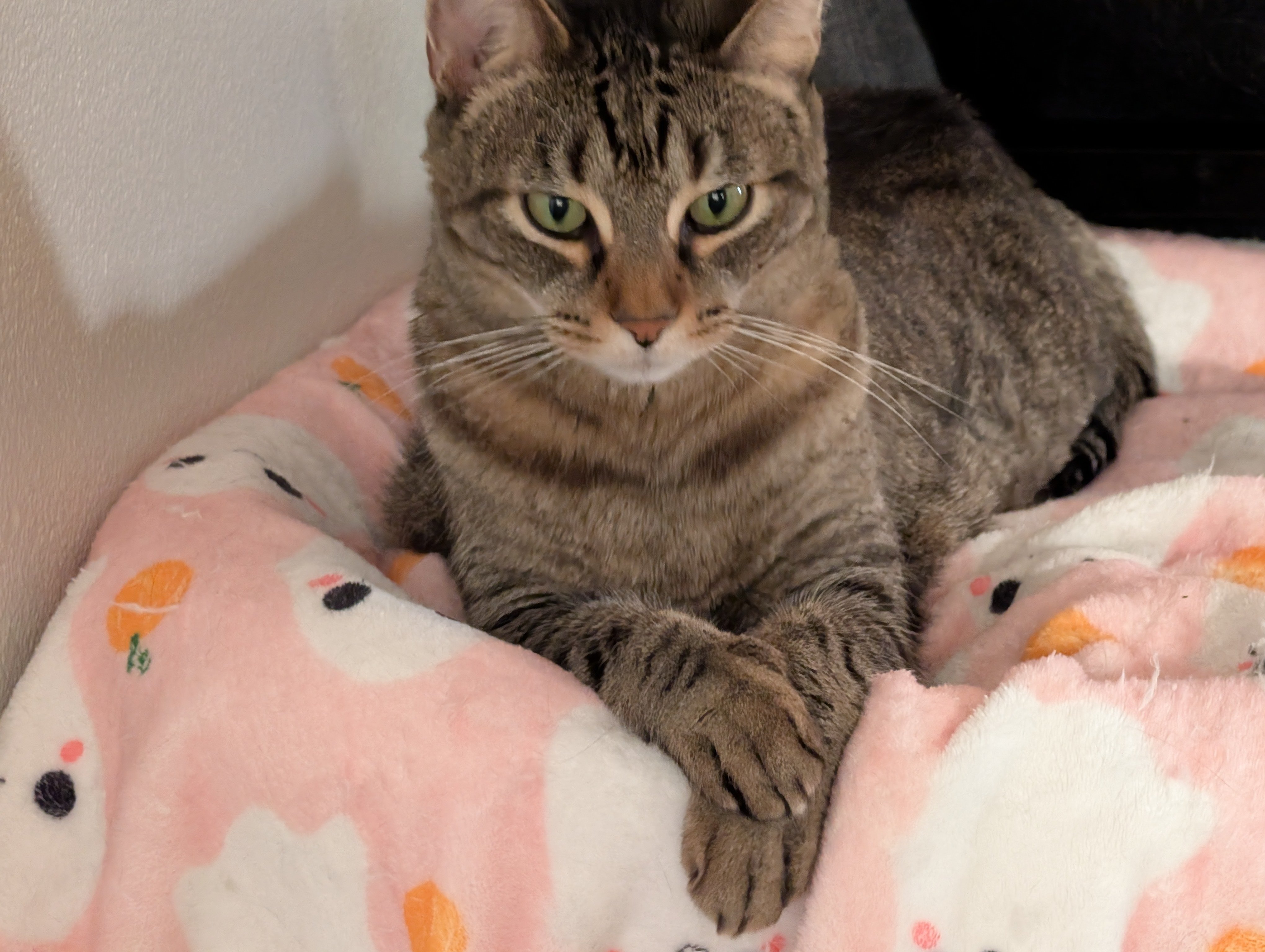 Help Goten Recover from Pneumonia & Nerve Injury campaign photo, 4 of 7