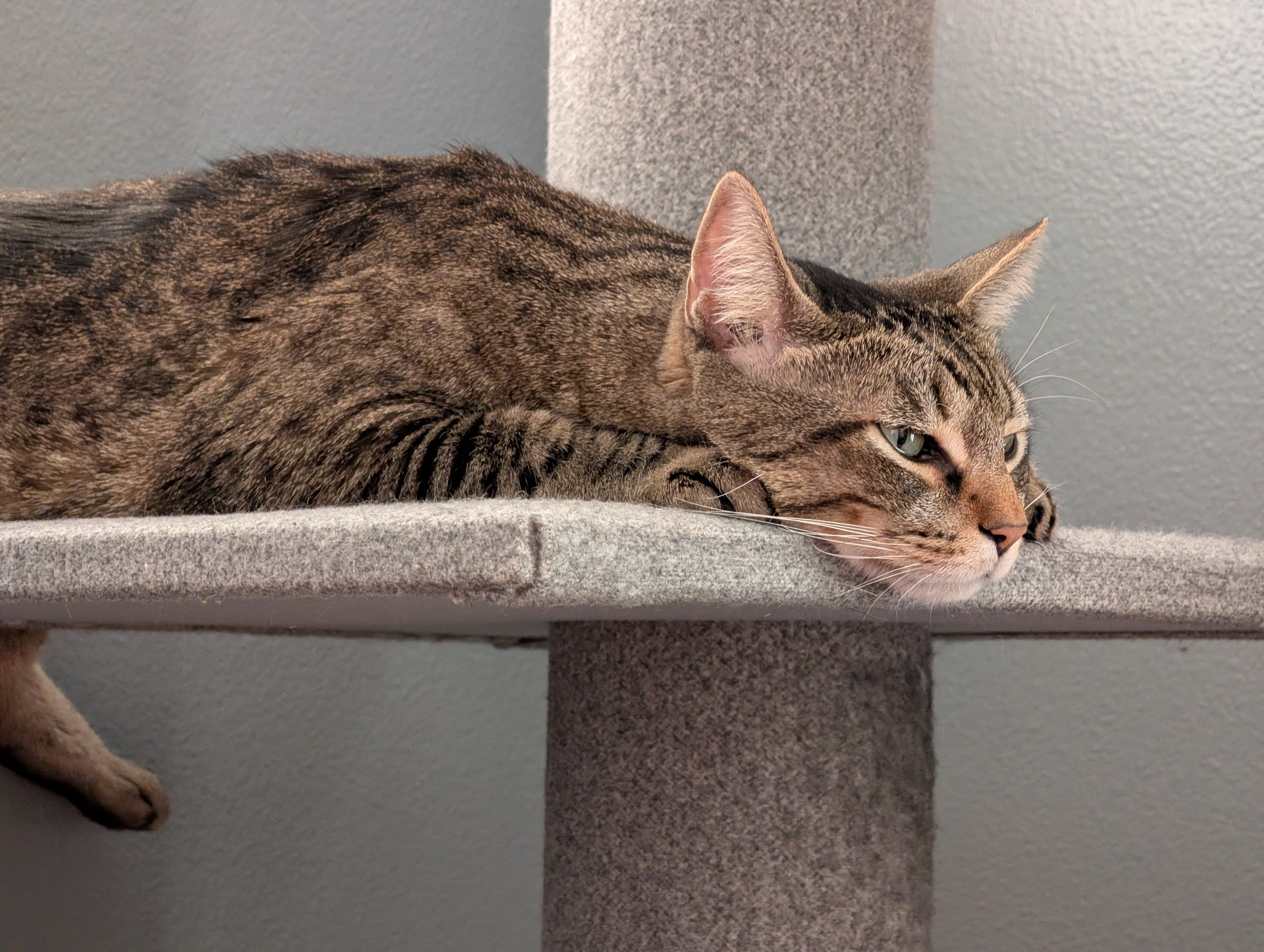 Help Goten Recover from Pneumonia & Nerve Injury campaign photo, 6 of 7