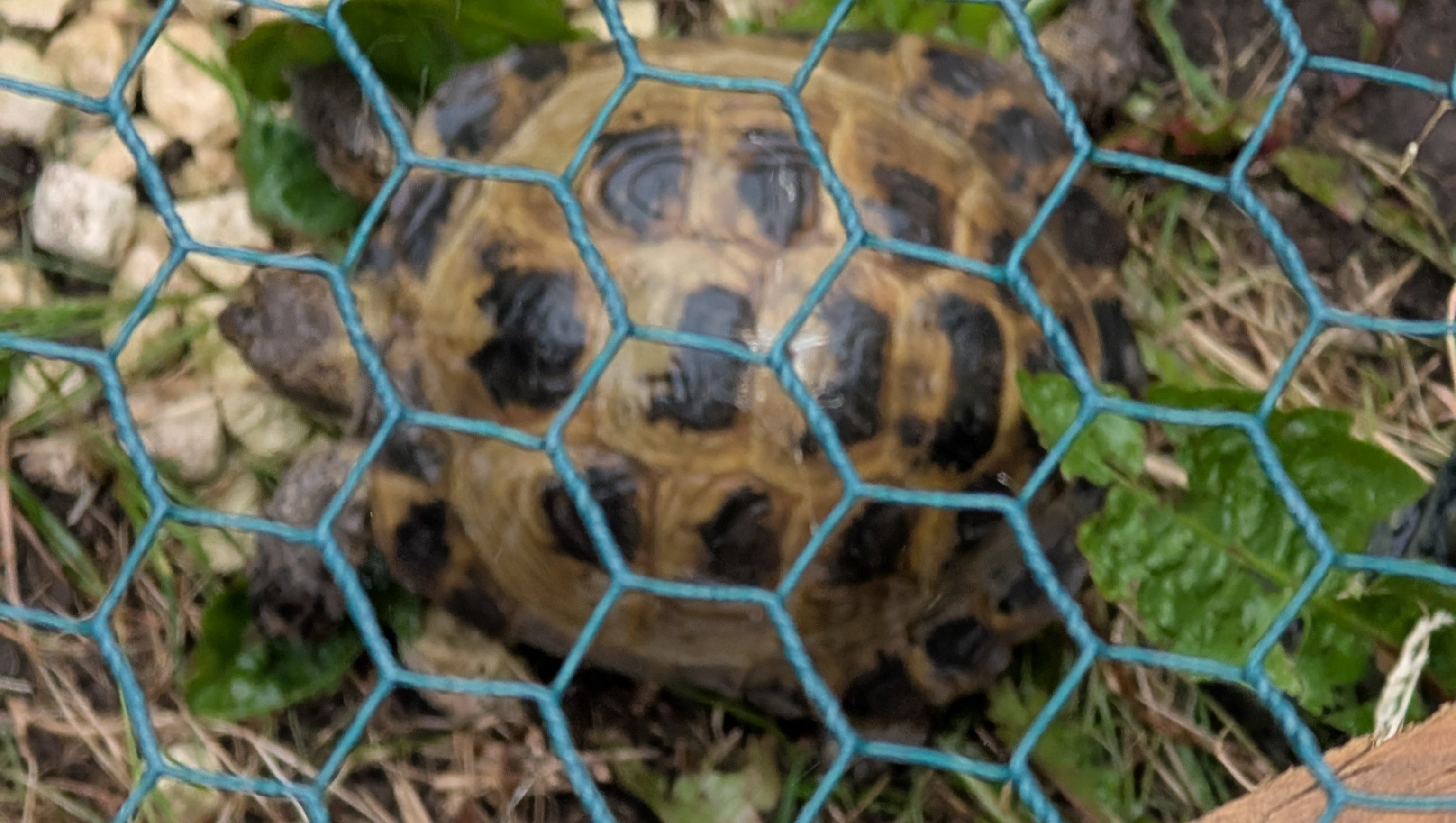 Heating for Larry the tortoise photo