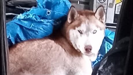 Help Gage the Husky Get Medical Care photo