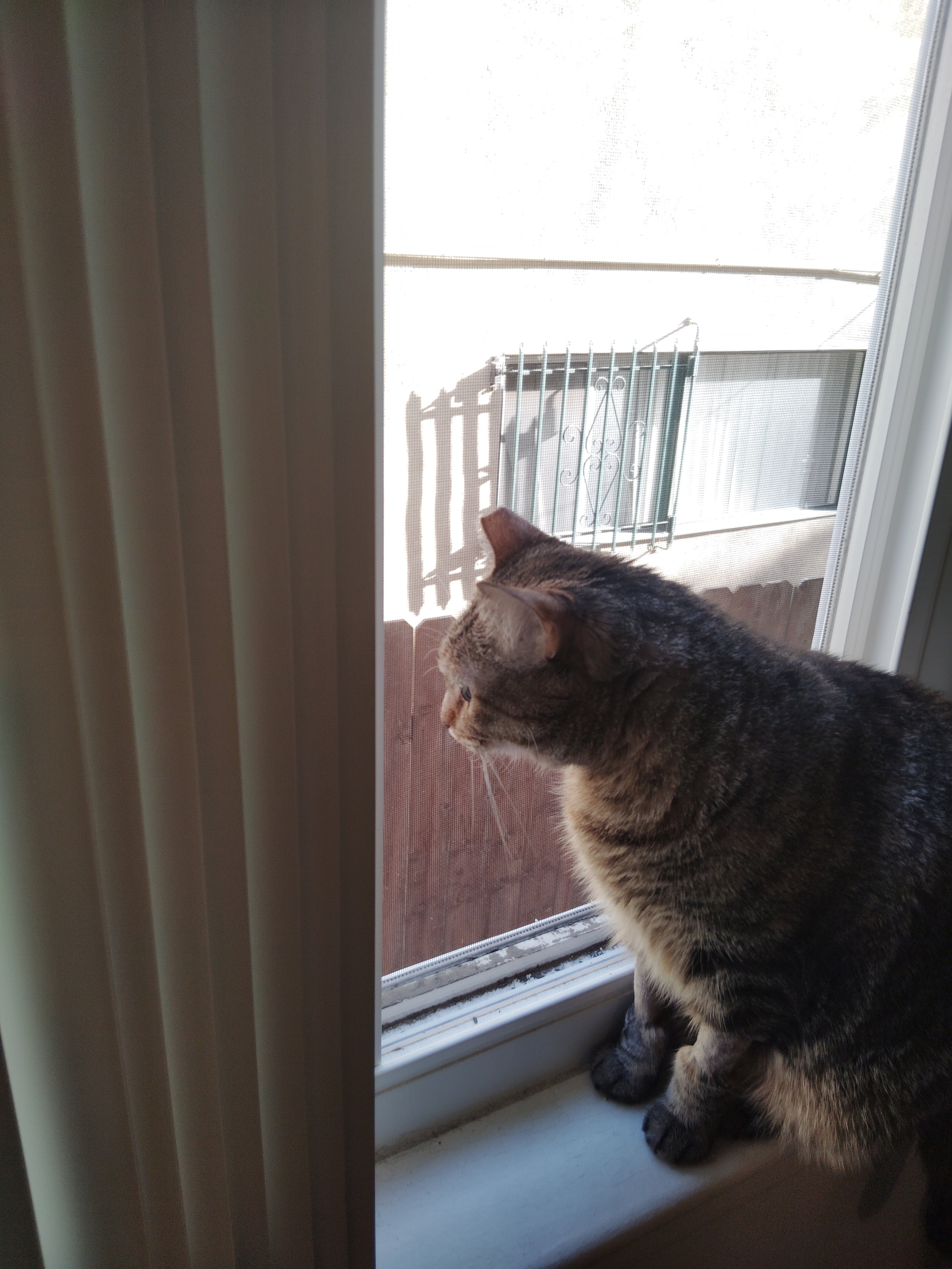 Help Minka Get Lifesaving Surgery campaign photo, 6 of 7