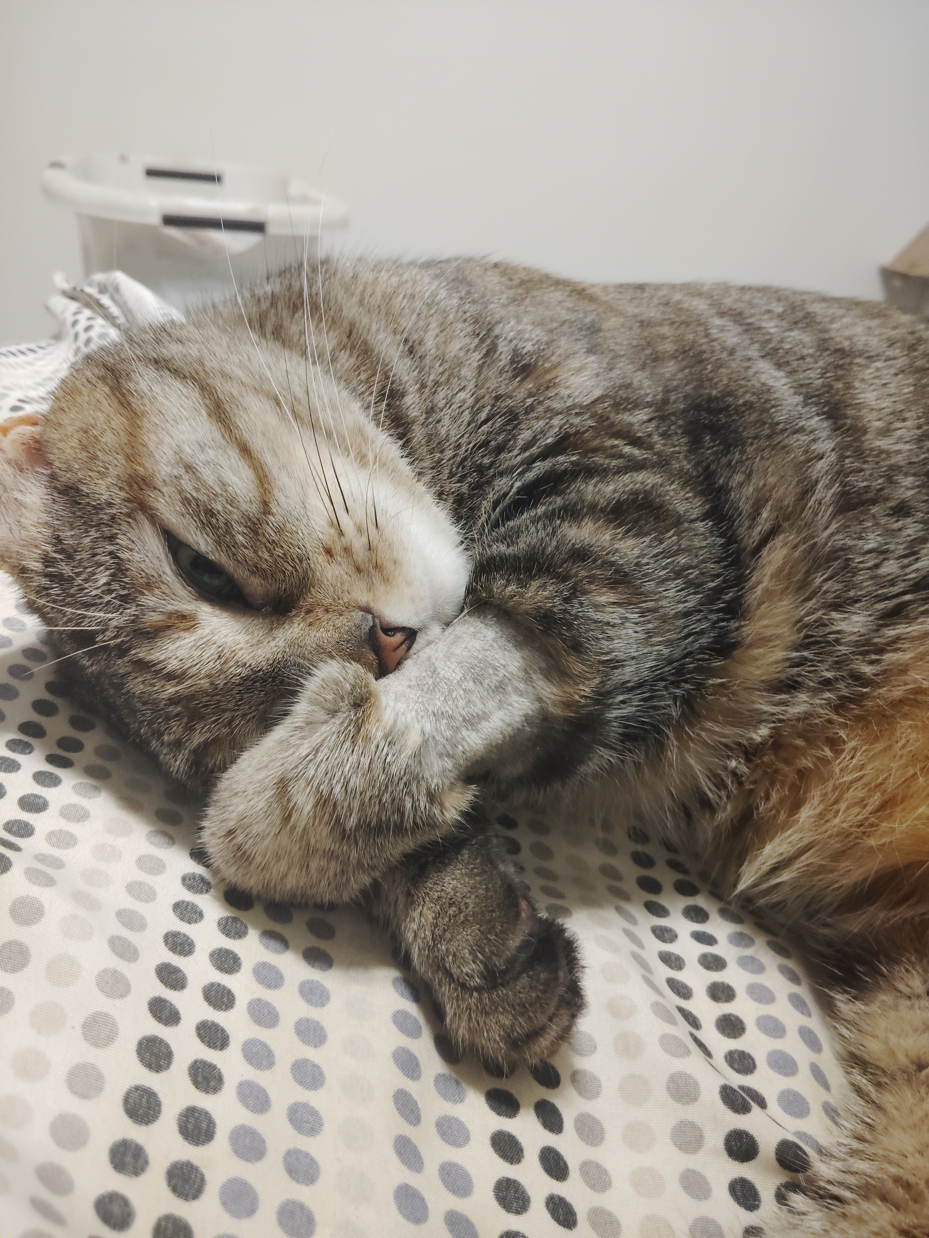 Help Minka Get Lifesaving Surgery campaign photo, 2 of 7