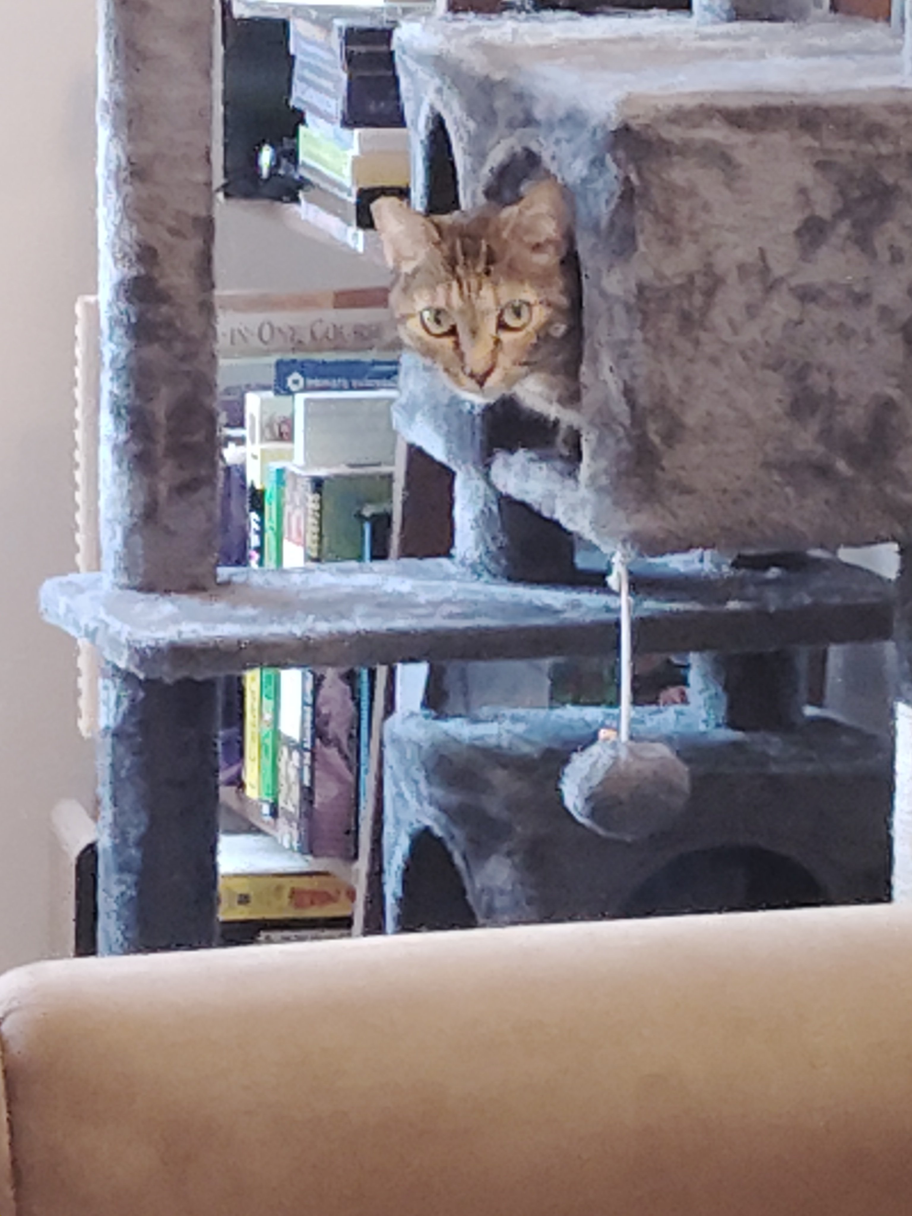 Help Minka Get Lifesaving Surgery campaign photo, 4 of 7