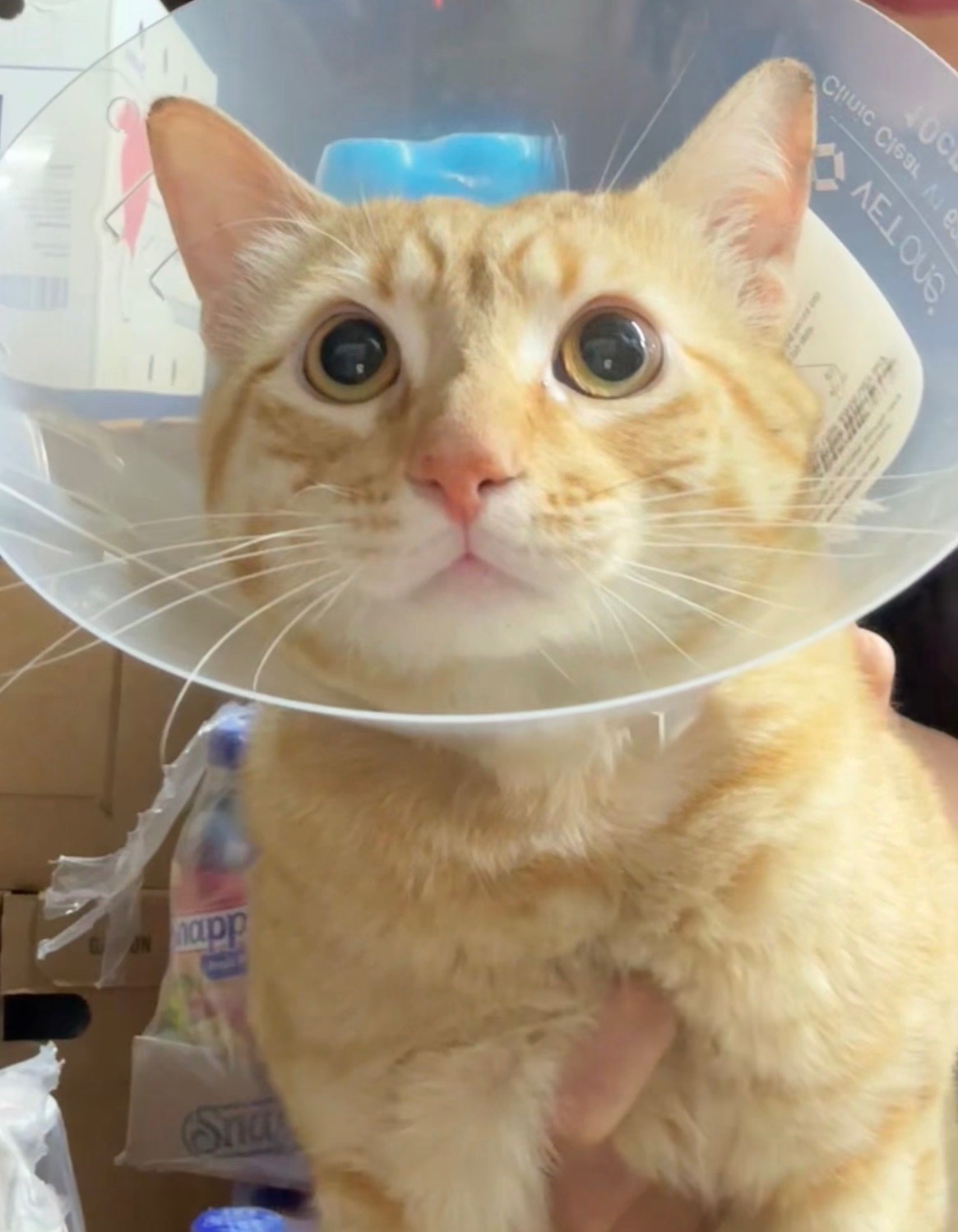 Support Our Beloved Bodega Cat's Recovery campaign photo, 6 of 7