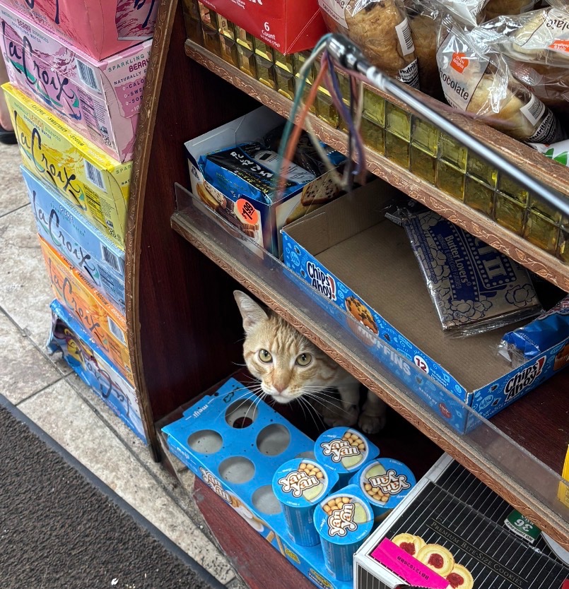 Support Our Beloved Bodega Cat's Recovery campaign photo, 2 of 7
