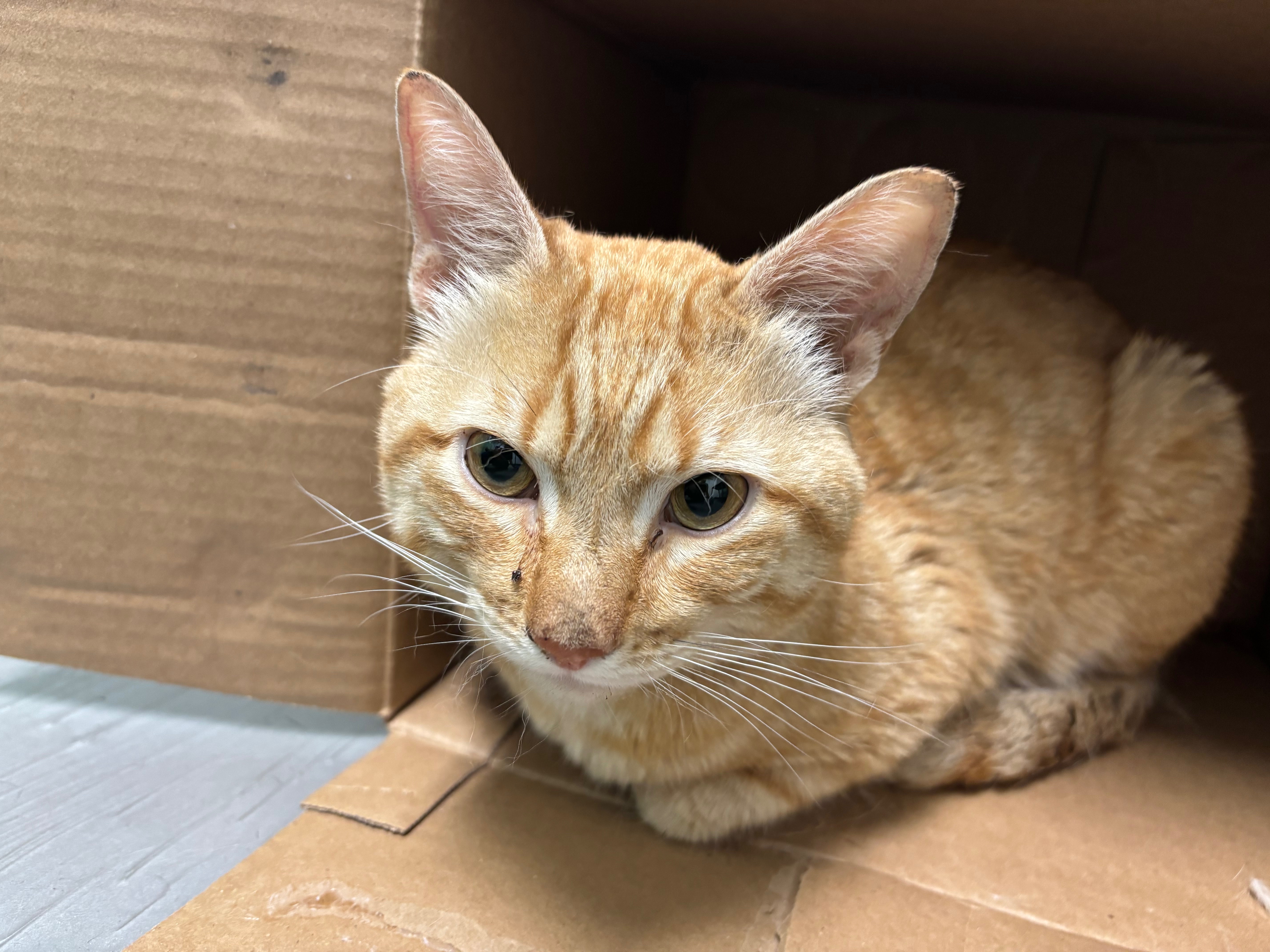Support Our Beloved Bodega Cat's Recovery campaign photo, 4 of 7