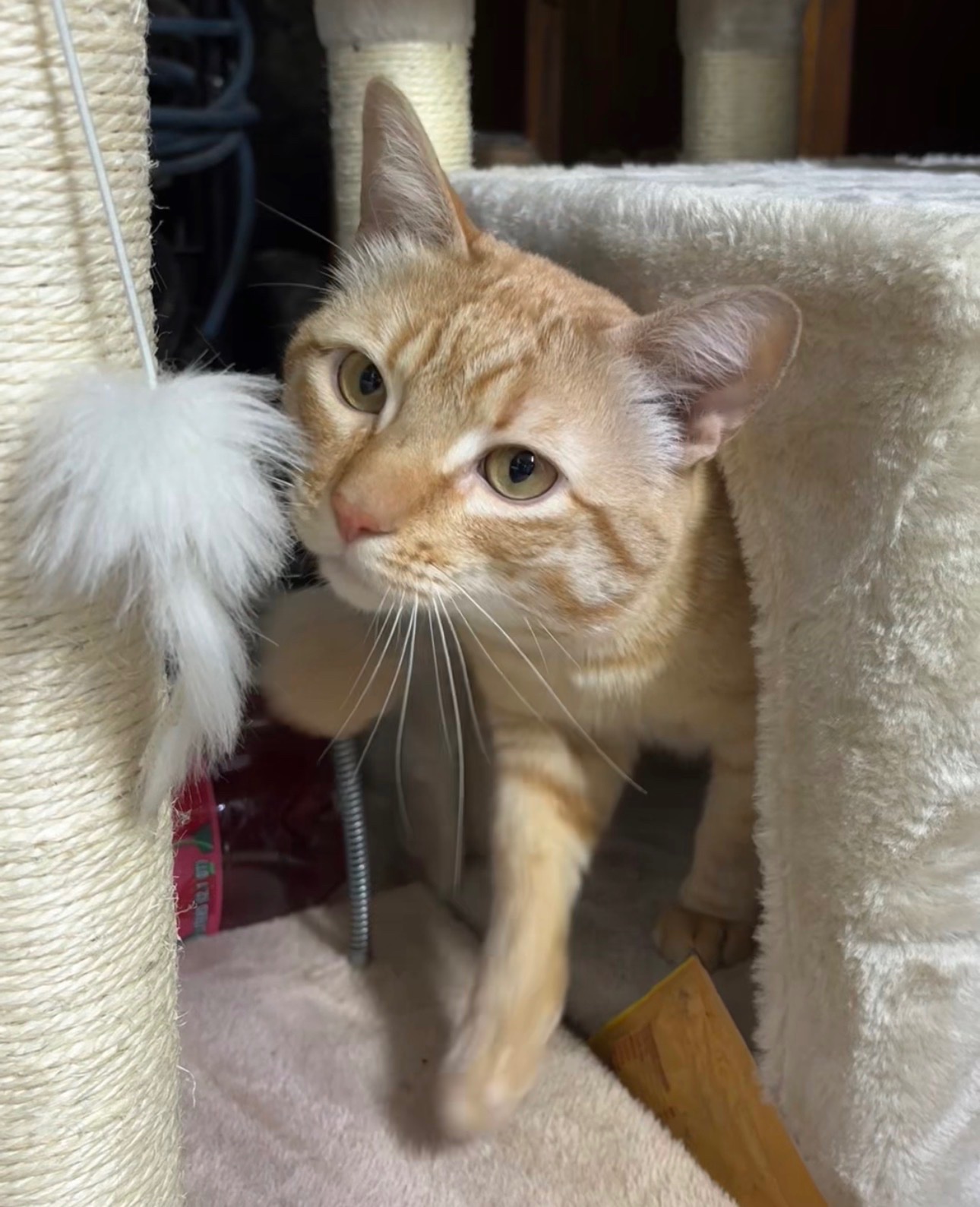 Support Our Beloved Bodega Cat's Recovery campaign photo, 5 of 7