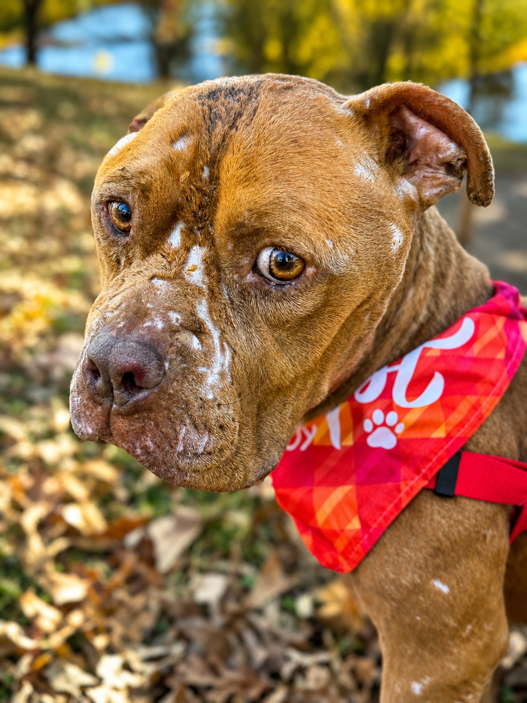 Support Squish’s Fight for Answers and Treatment campaign photo, 7 of 8