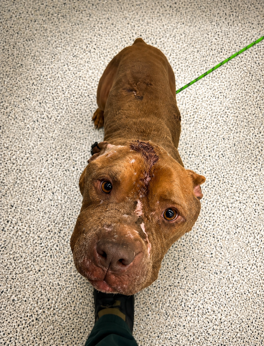 Support Squish’s Fight for Answers and Treatment campaign photo, 2 of 8
