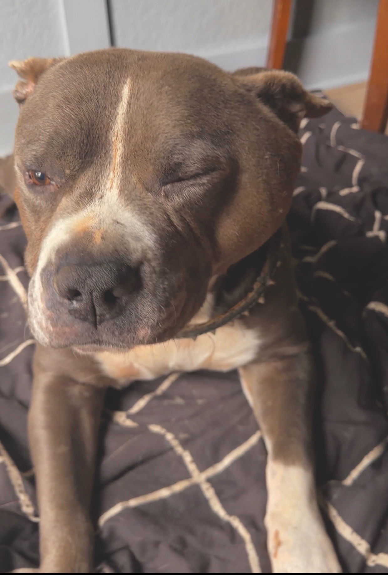Help my fur baby Get Life-Saving Surgery campaign photo, 7 of 8