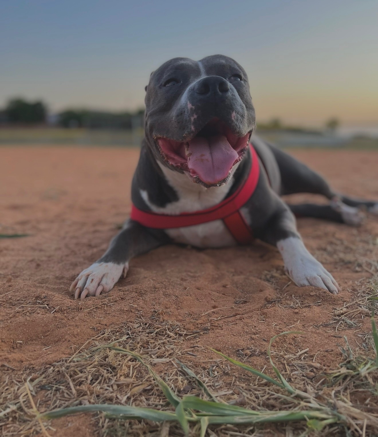 Help my fur baby Get Life-Saving Surgery campaign photo, 2 of 8