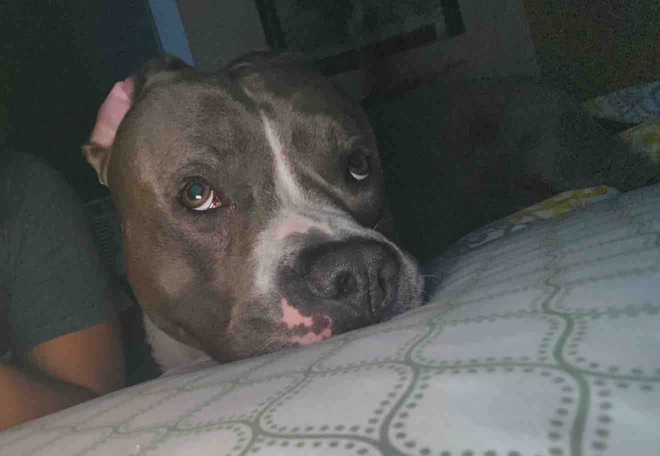 Help my fur baby Get Life-Saving Surgery campaign photo, 4 of 8