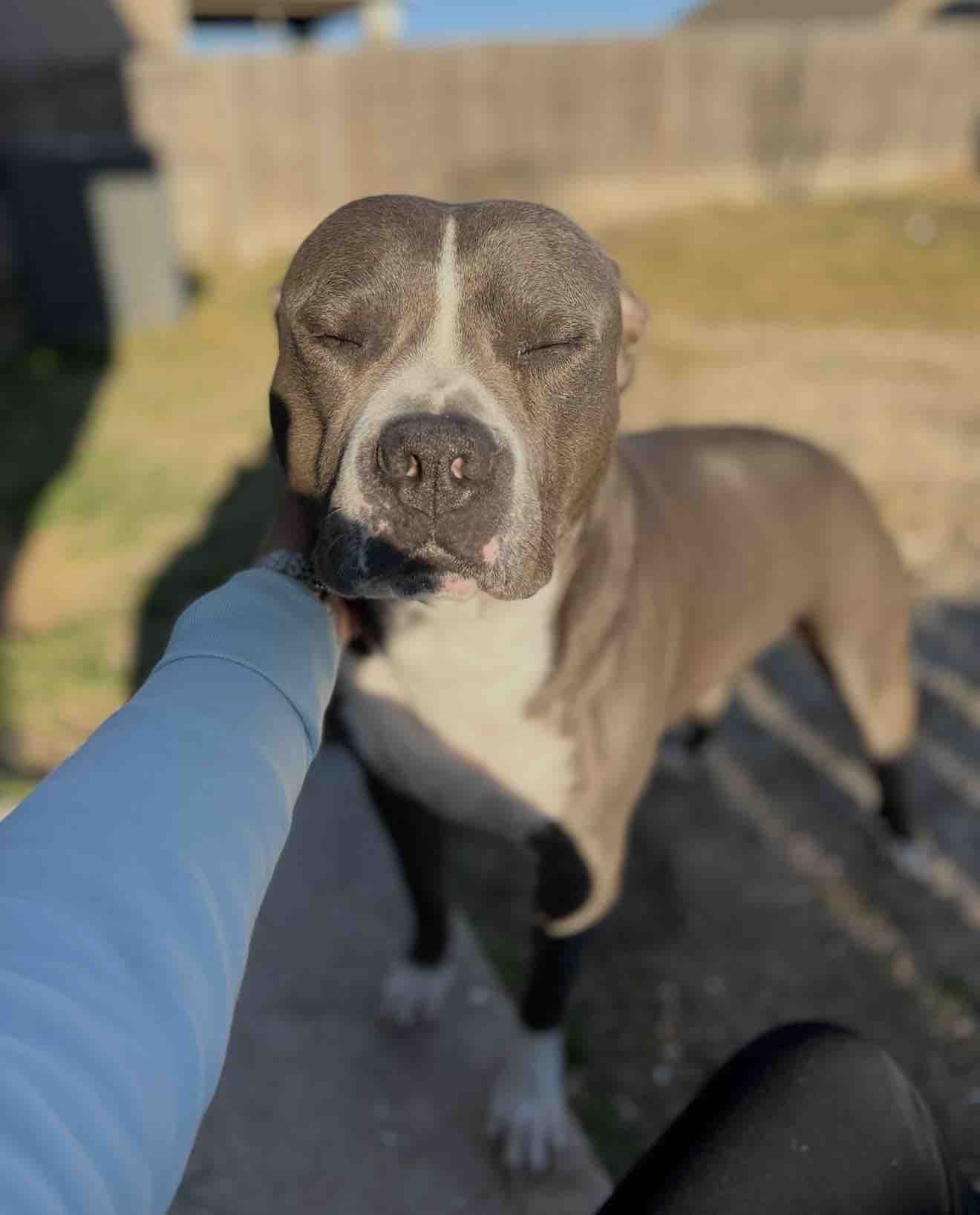 Help my fur baby Get Life-Saving Surgery campaign photo, 5 of 8