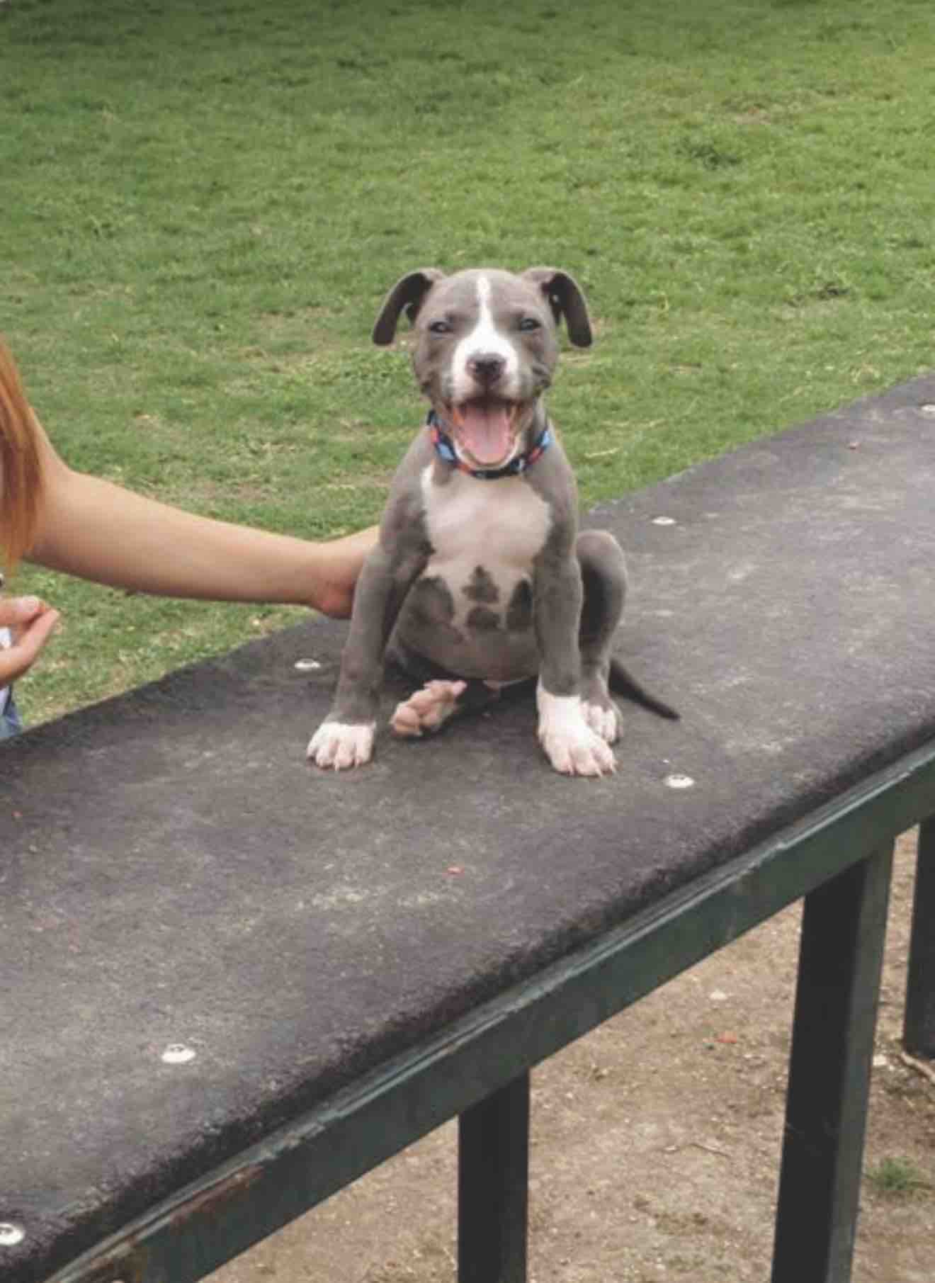 Help my fur baby Get Life-Saving Surgery campaign photo, 6 of 8