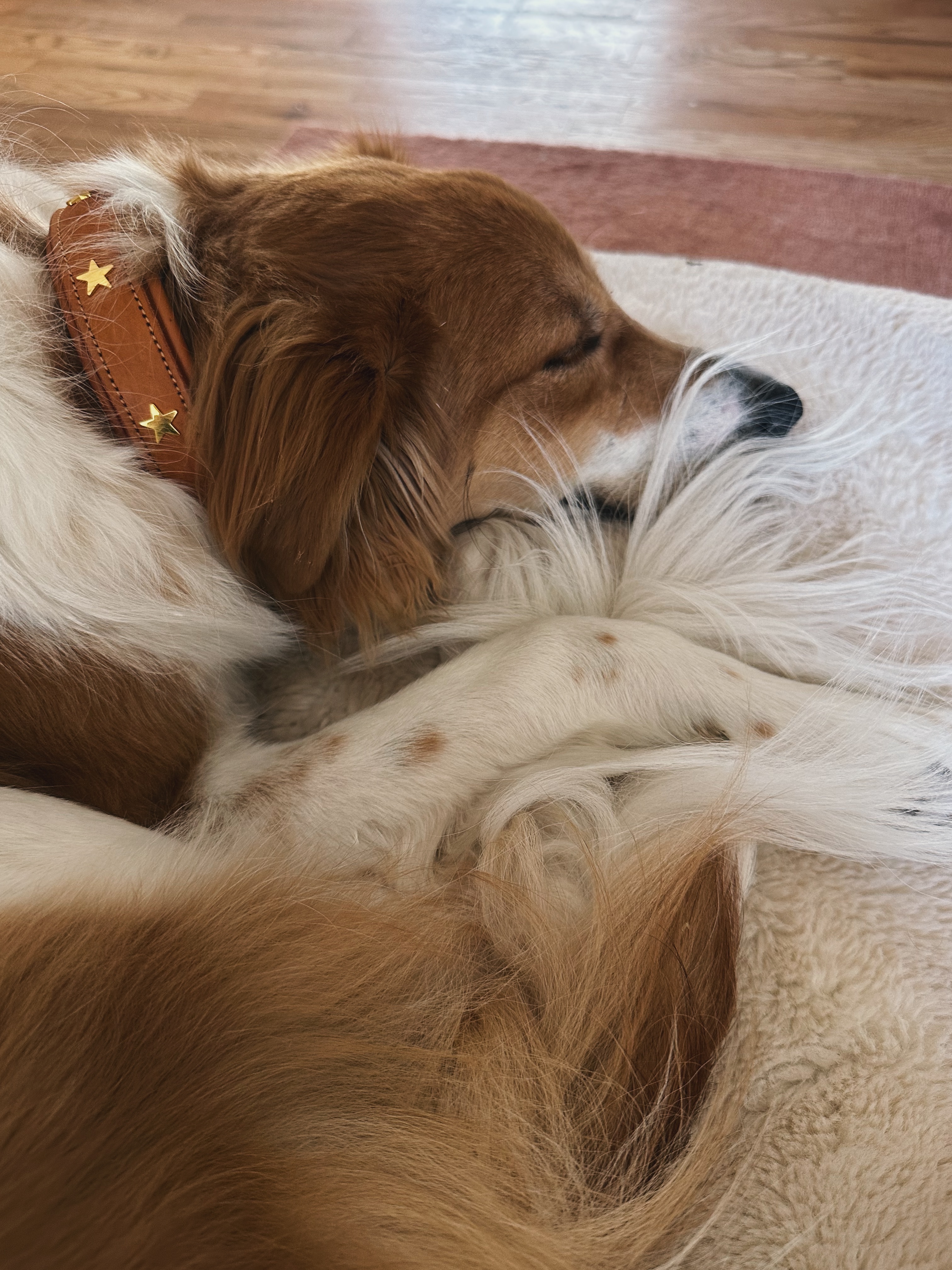 Help Our Rescue Dog Get Surgery campaign photo, 2 of 8