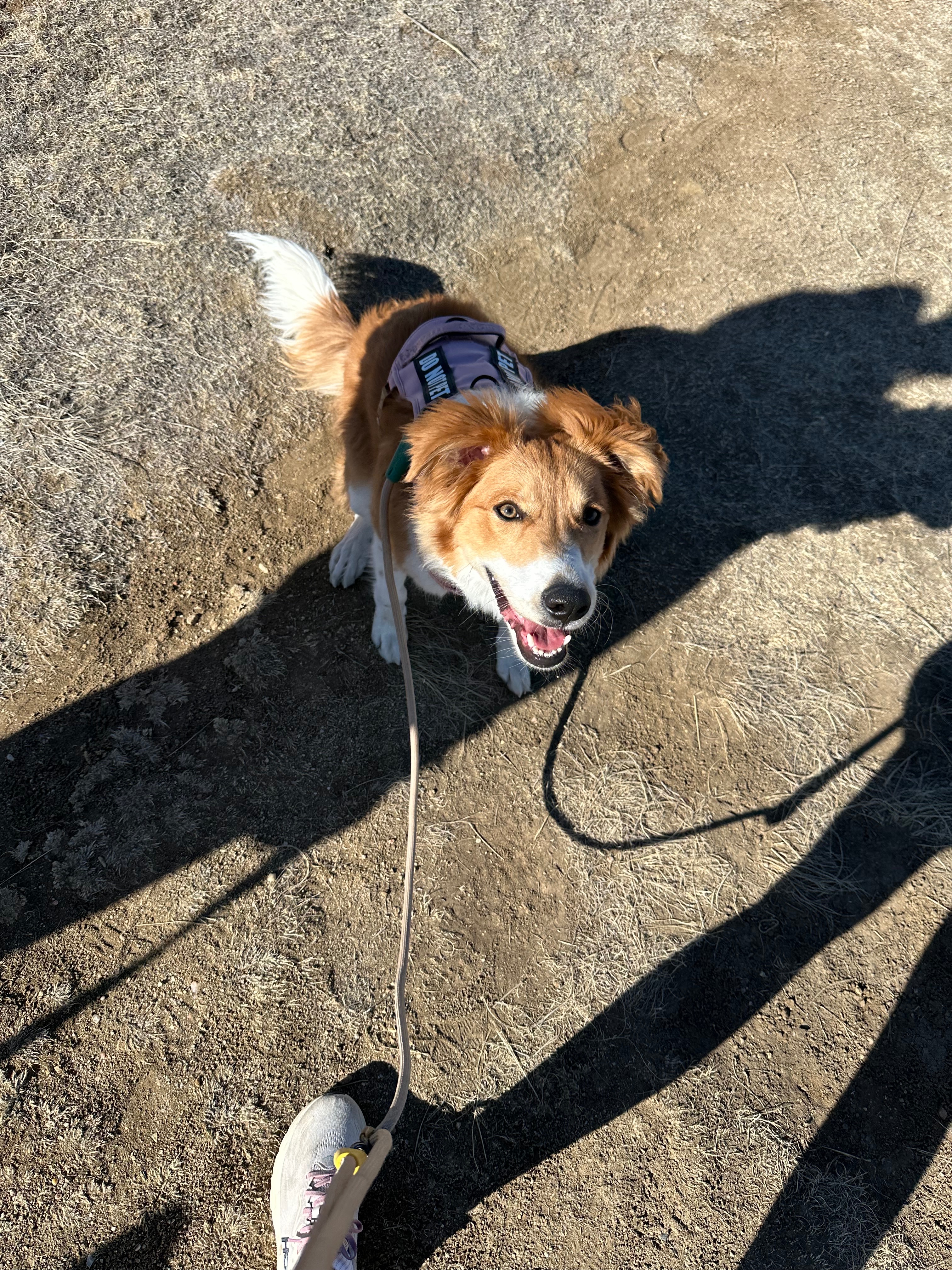 Help Our Rescue Dog Get Surgery campaign photo, 6 of 8