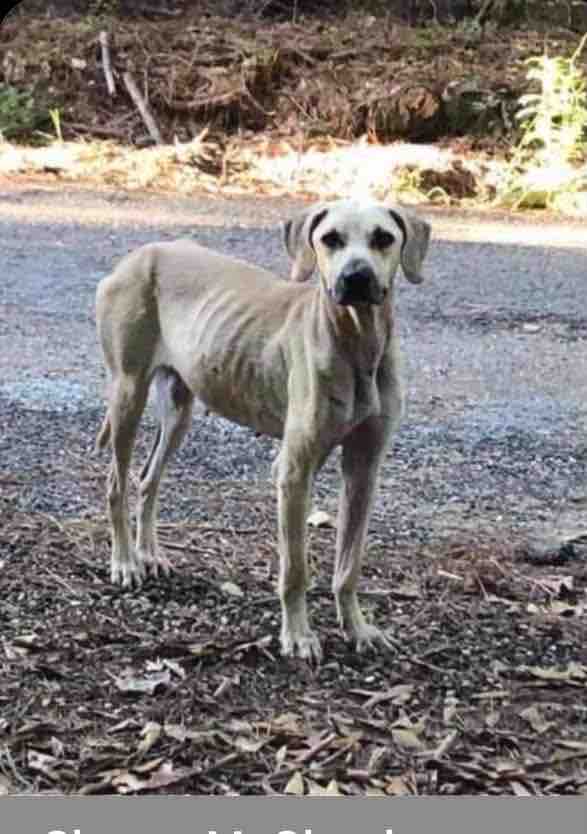 Help Cheddar Walk Again After Tragedy campaign photo, 5 of 8