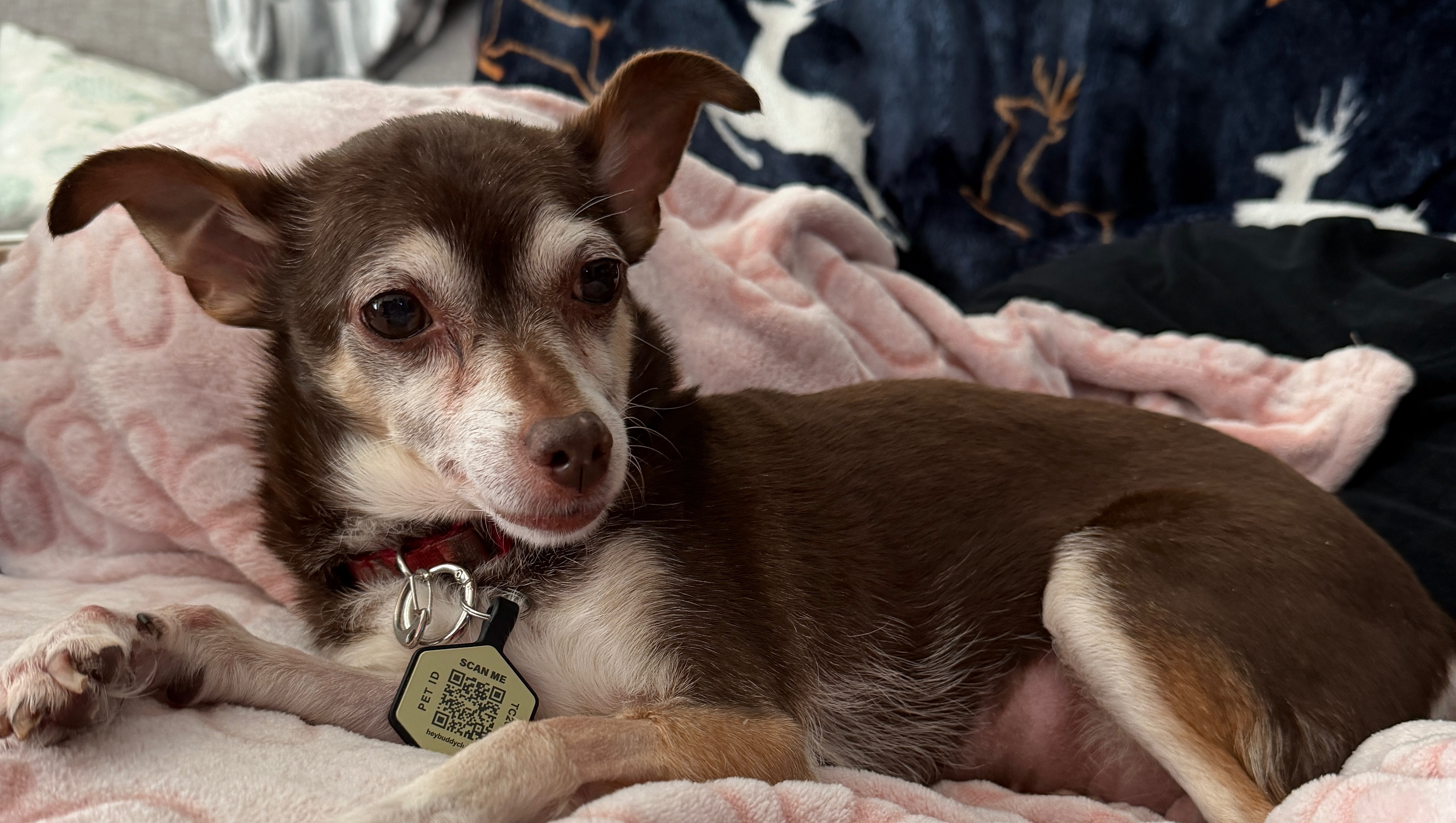 Support Moccha’s Emergency Medical Costs photo