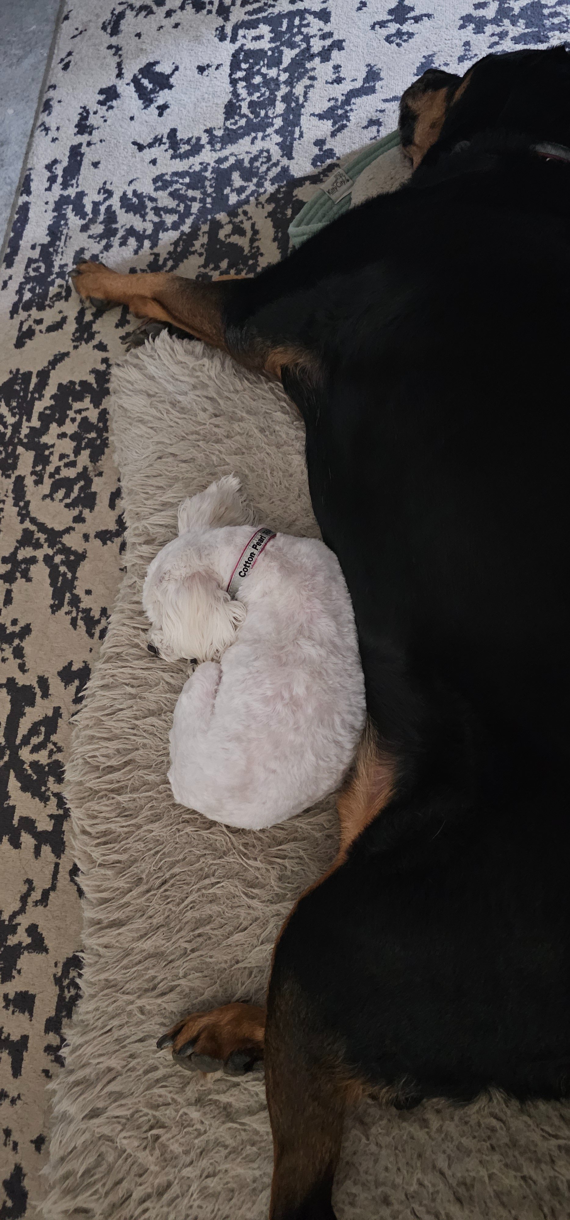 Help Jennifer, Her Son & Dogs Stay in Their Home! campaign photo, 4 of 7