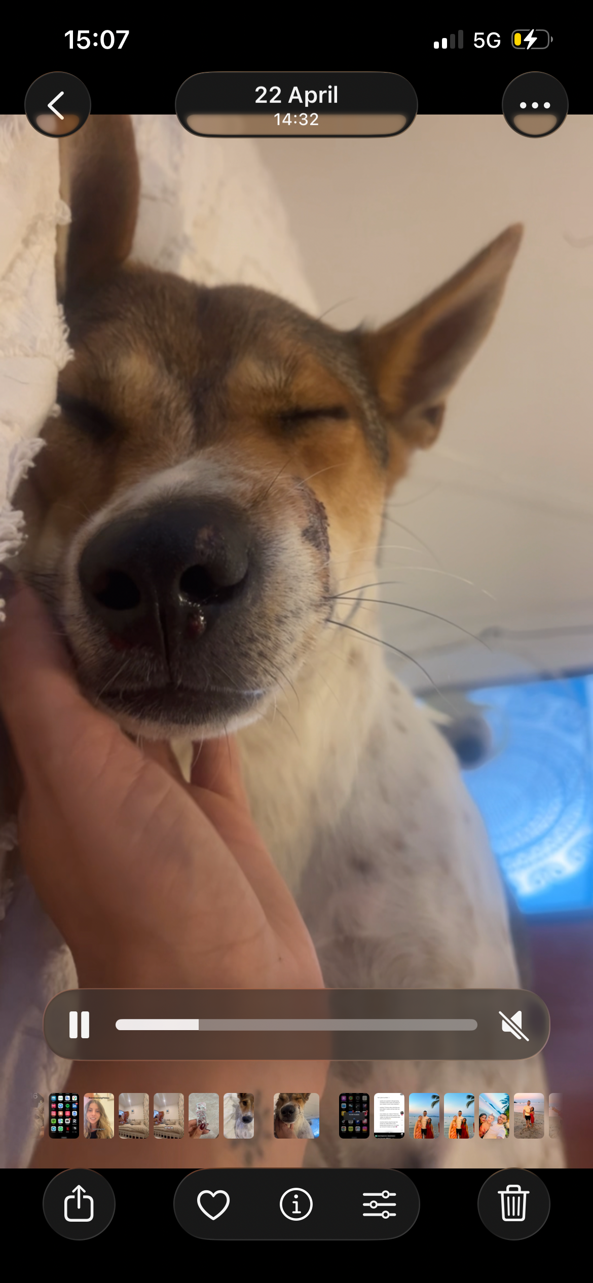 TO SAVE JOHNNYS LIFE AND GET HIM A FOREVER HOME campaign photo, 5 of 8