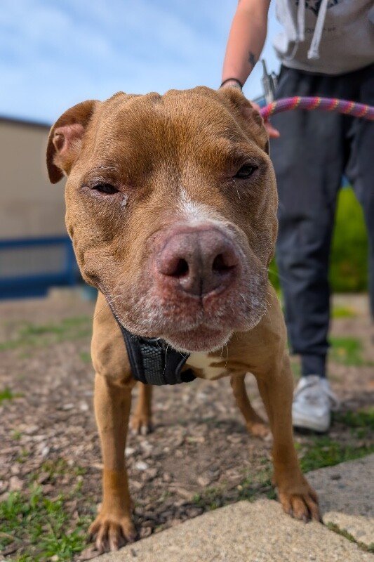 Omelette Needs Wheels: Help a Special Dog Thrive campaign photo, 5 of 6