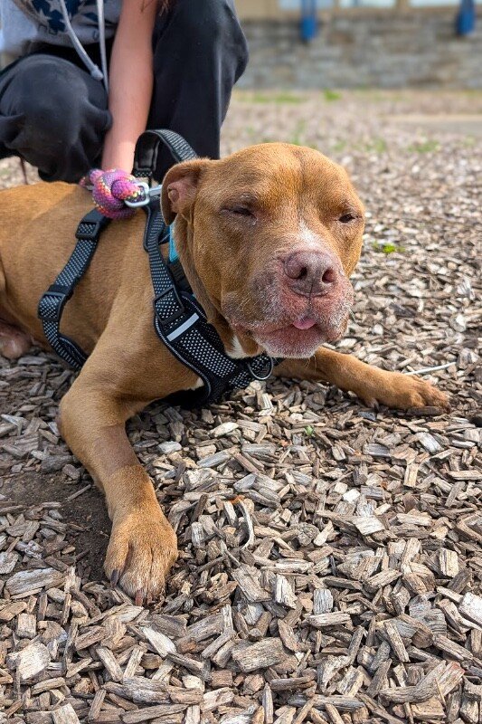 Omelette Needs Wheels: Help a Special Dog Thrive campaign photo, 2 of 6