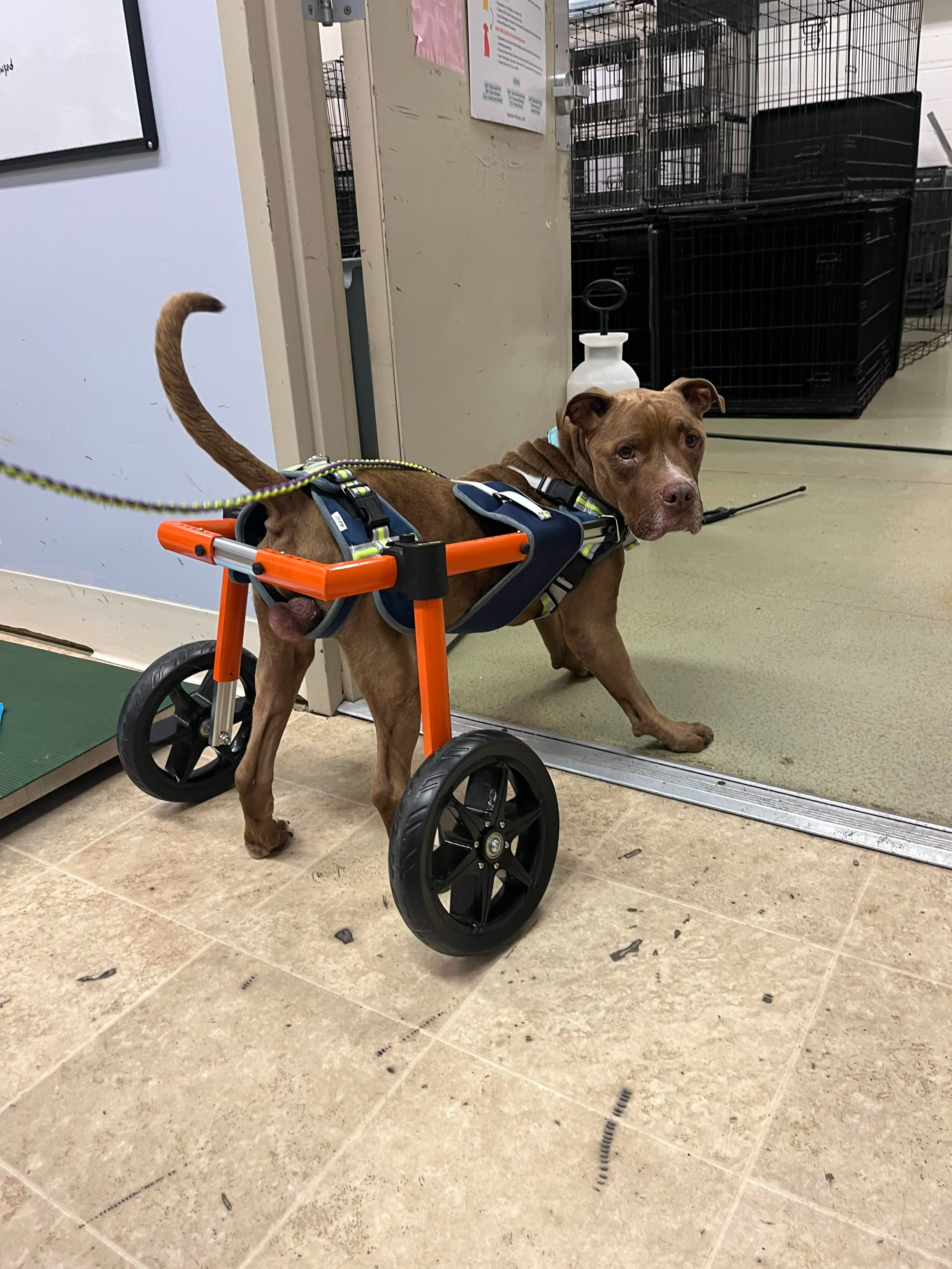Omelette Needs Wheels: Help a Special Dog Thrive campaign photo, 4 of 6