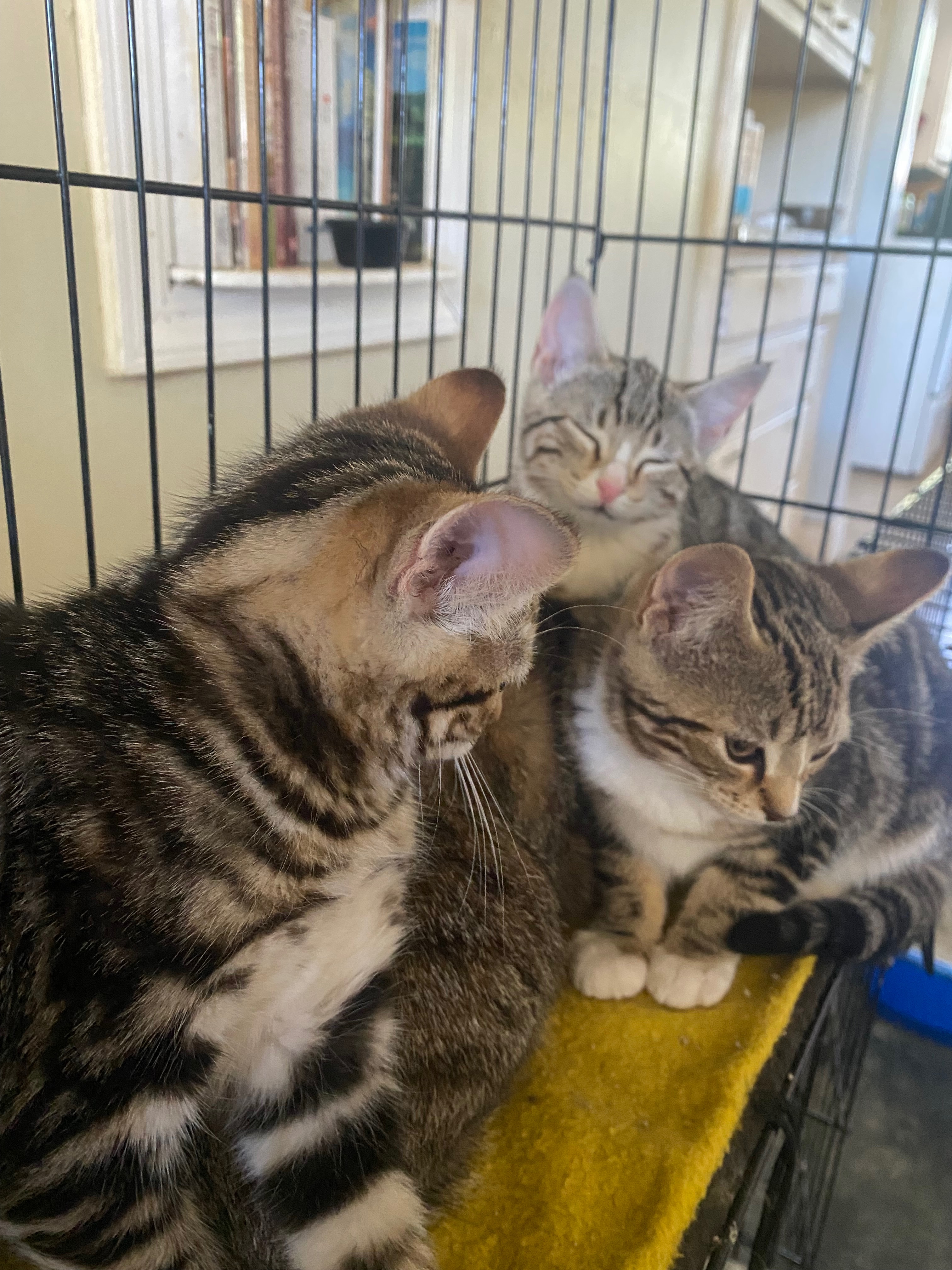 Help My 4 Rescue Cats Thrive campaign photo, 6 of 7
