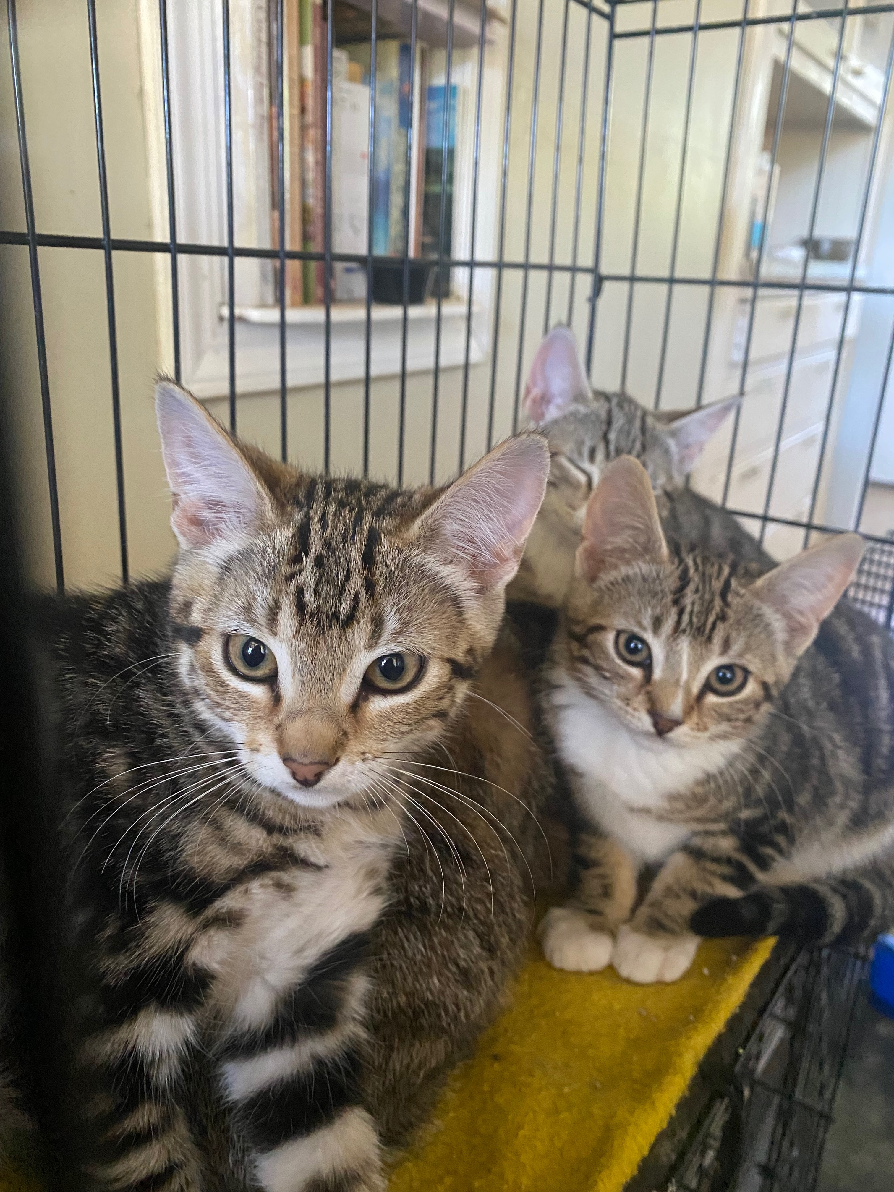 Help My 4 Rescue Cats Thrive campaign photo, 2 of 7