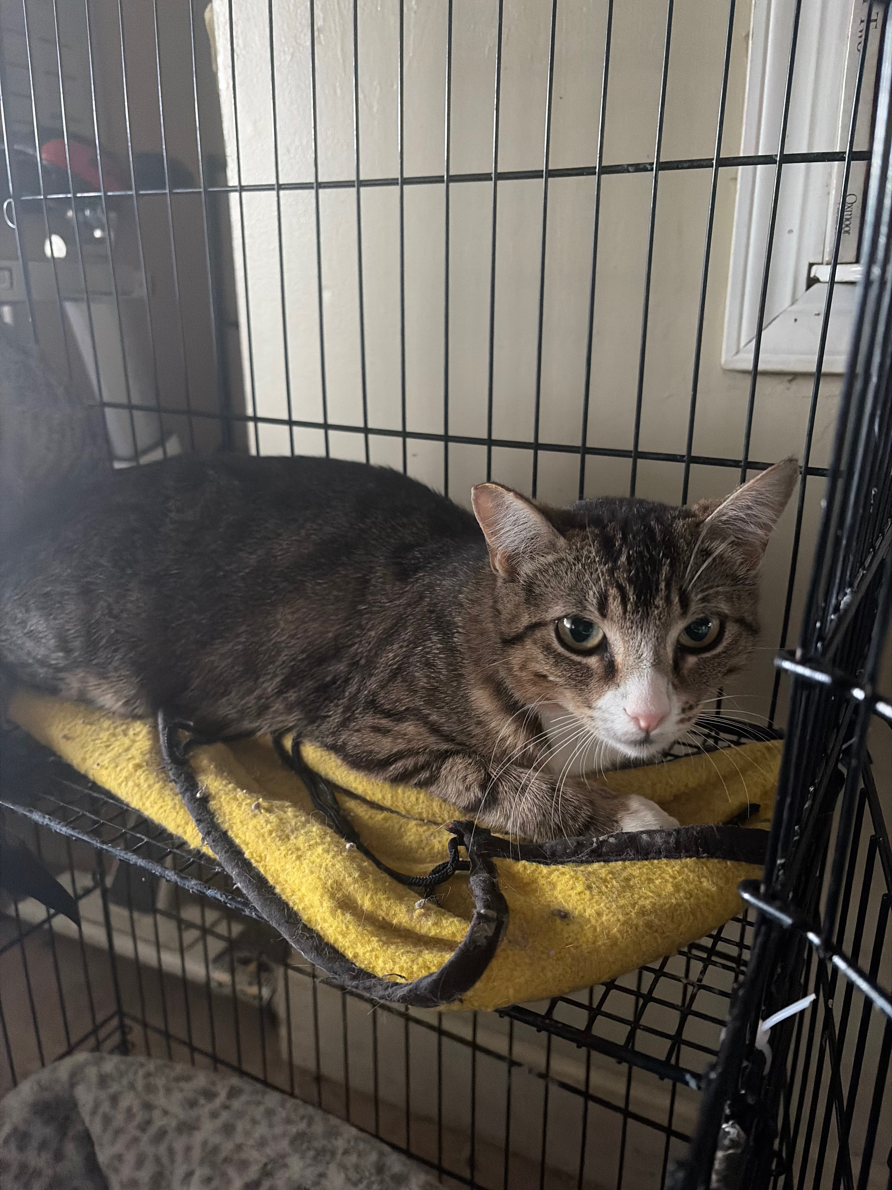 Help My 4 Rescue Cats Thrive campaign photo, 4 of 7