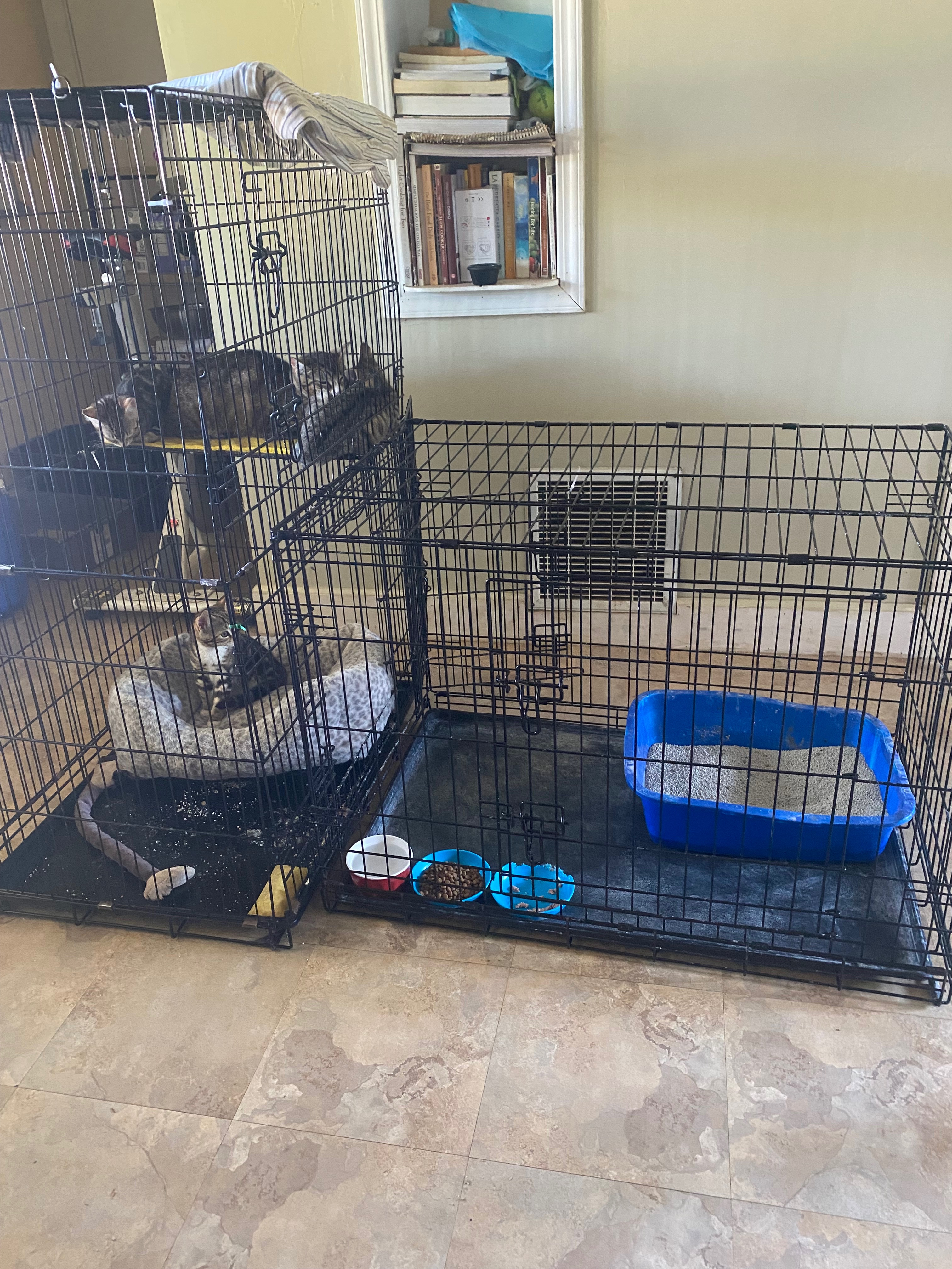 Help My 4 Rescue Cats Thrive campaign photo, 5 of 7