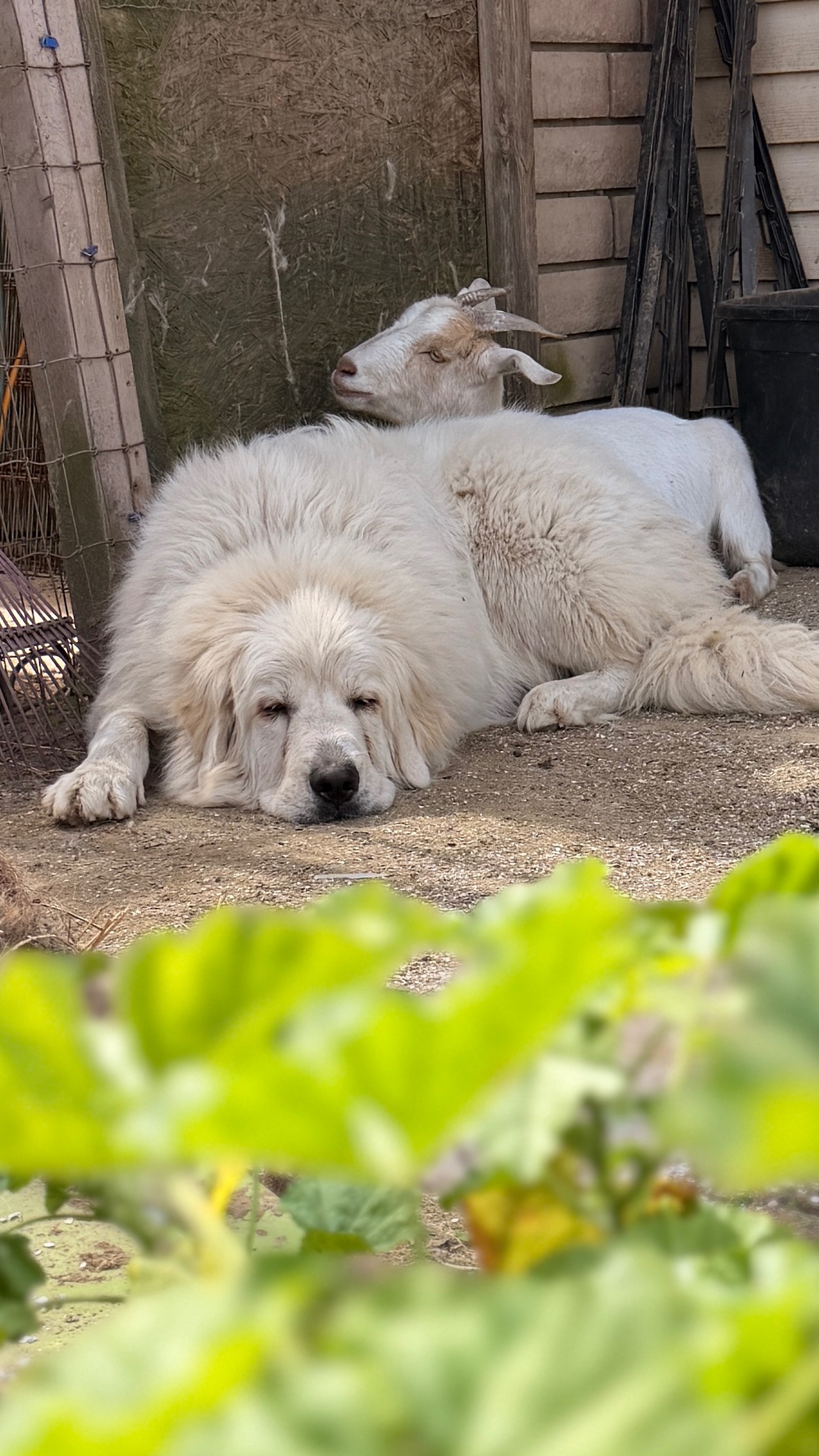 Help Us Feed Our Rescued Dogs campaign photo, 6 of 7