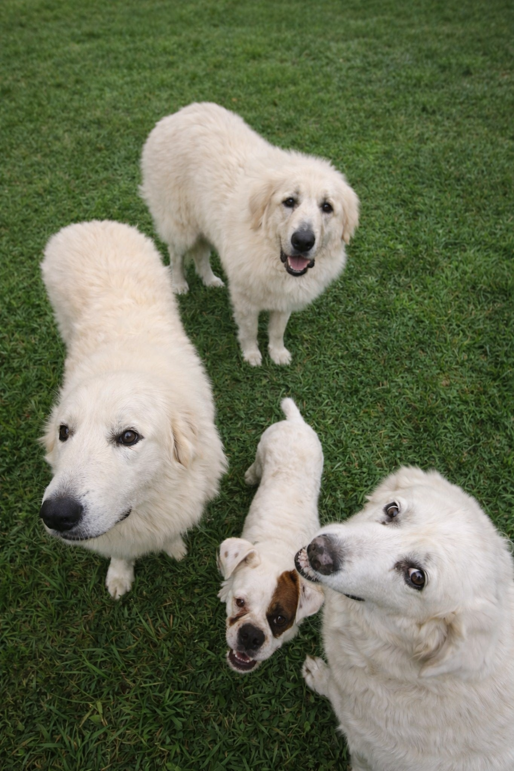 Help Us Feed Our Rescued Dogs campaign photo, 2 of 7