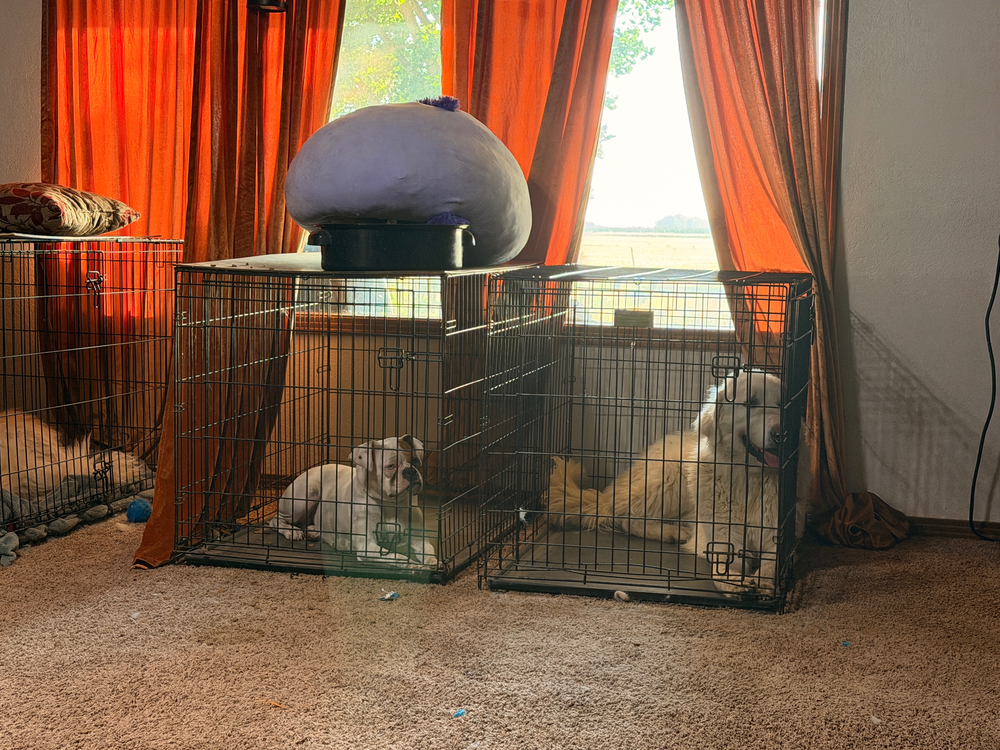 Help Us Feed Our Rescued Dogs campaign photo, 4 of 7
