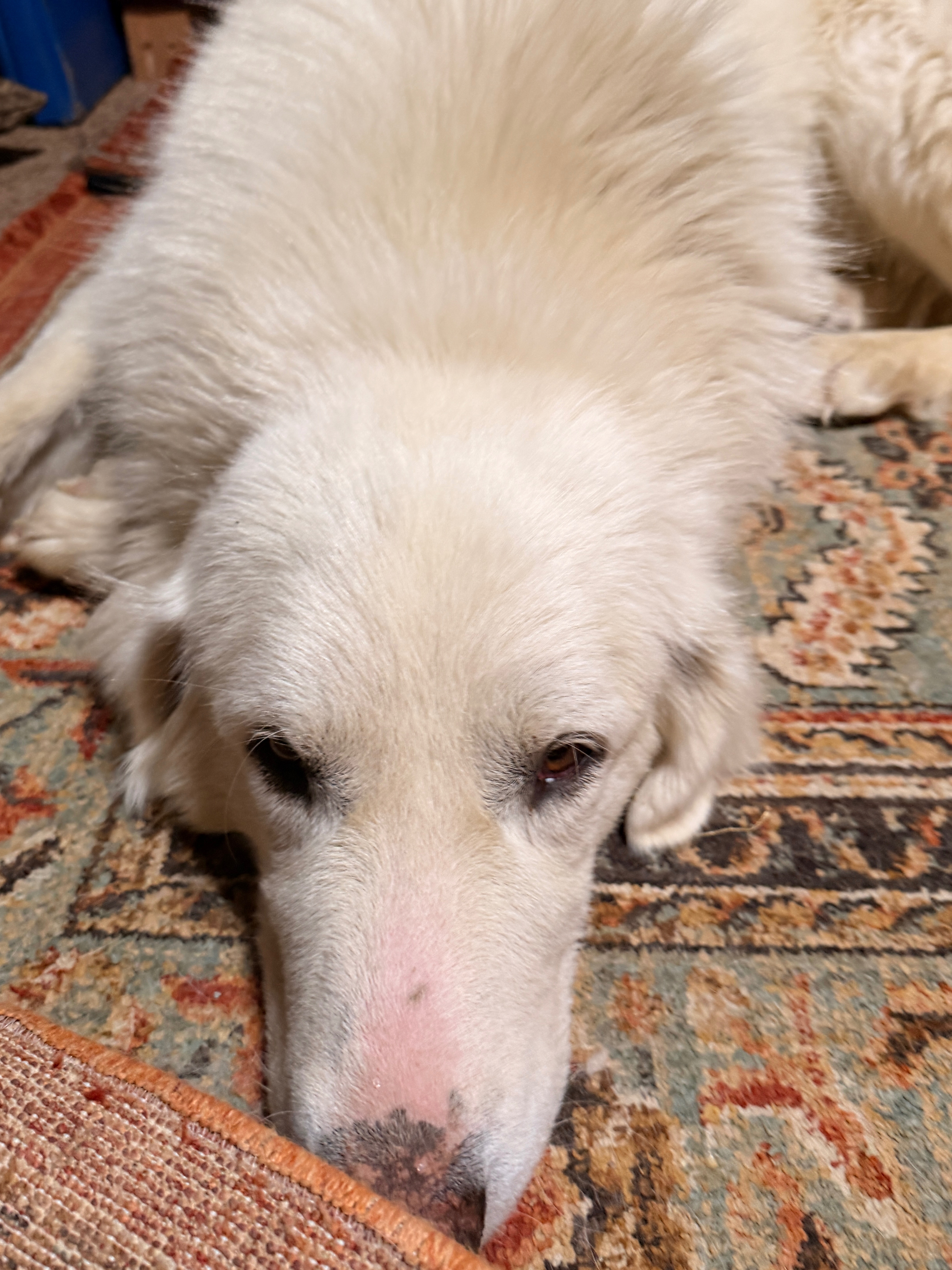 Help Us Feed Our Rescued Dogs campaign photo, 5 of 7