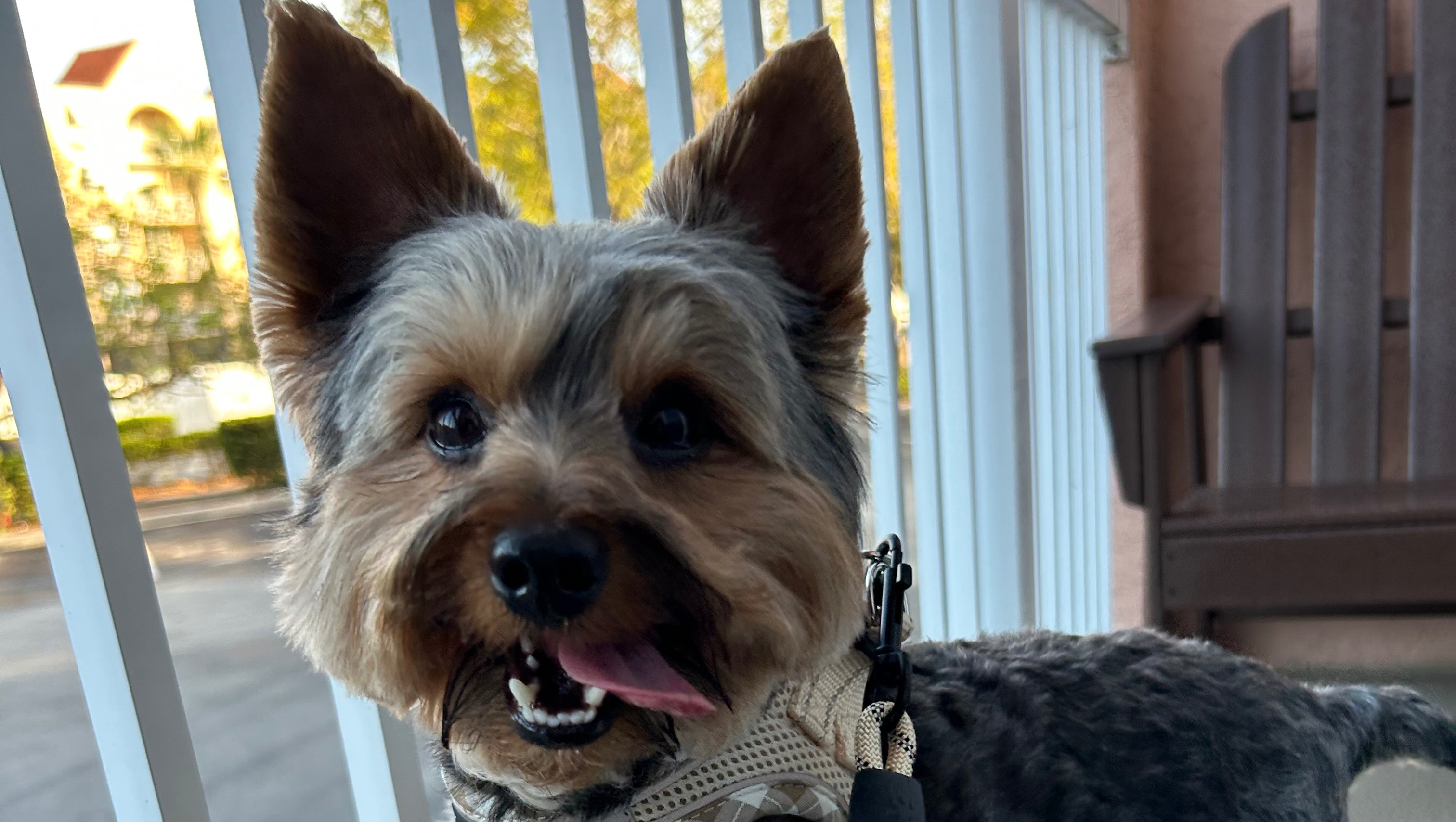 Help Save Toby’s Life photo