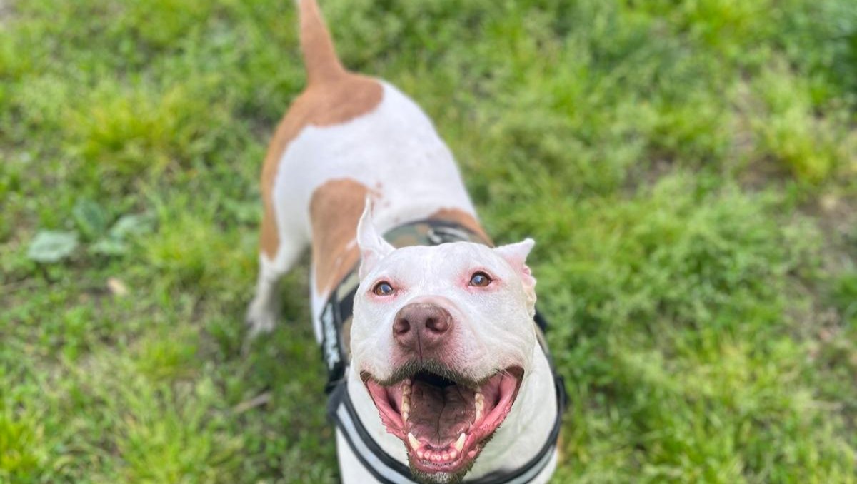 In memoria di Bullo che è stato un cane davvero speciale photo
