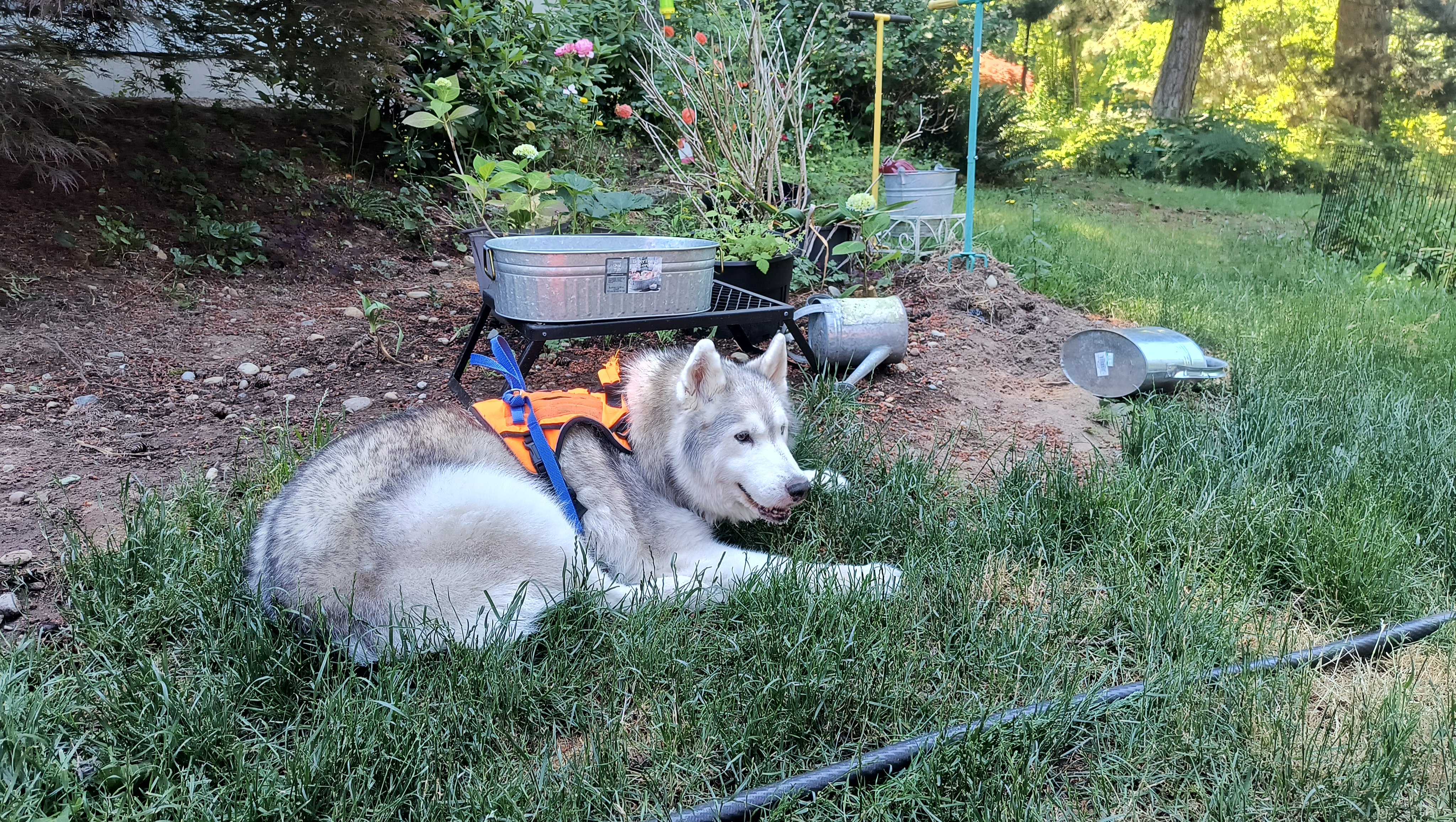 Help Charlie's Peaceful Goodbye photo